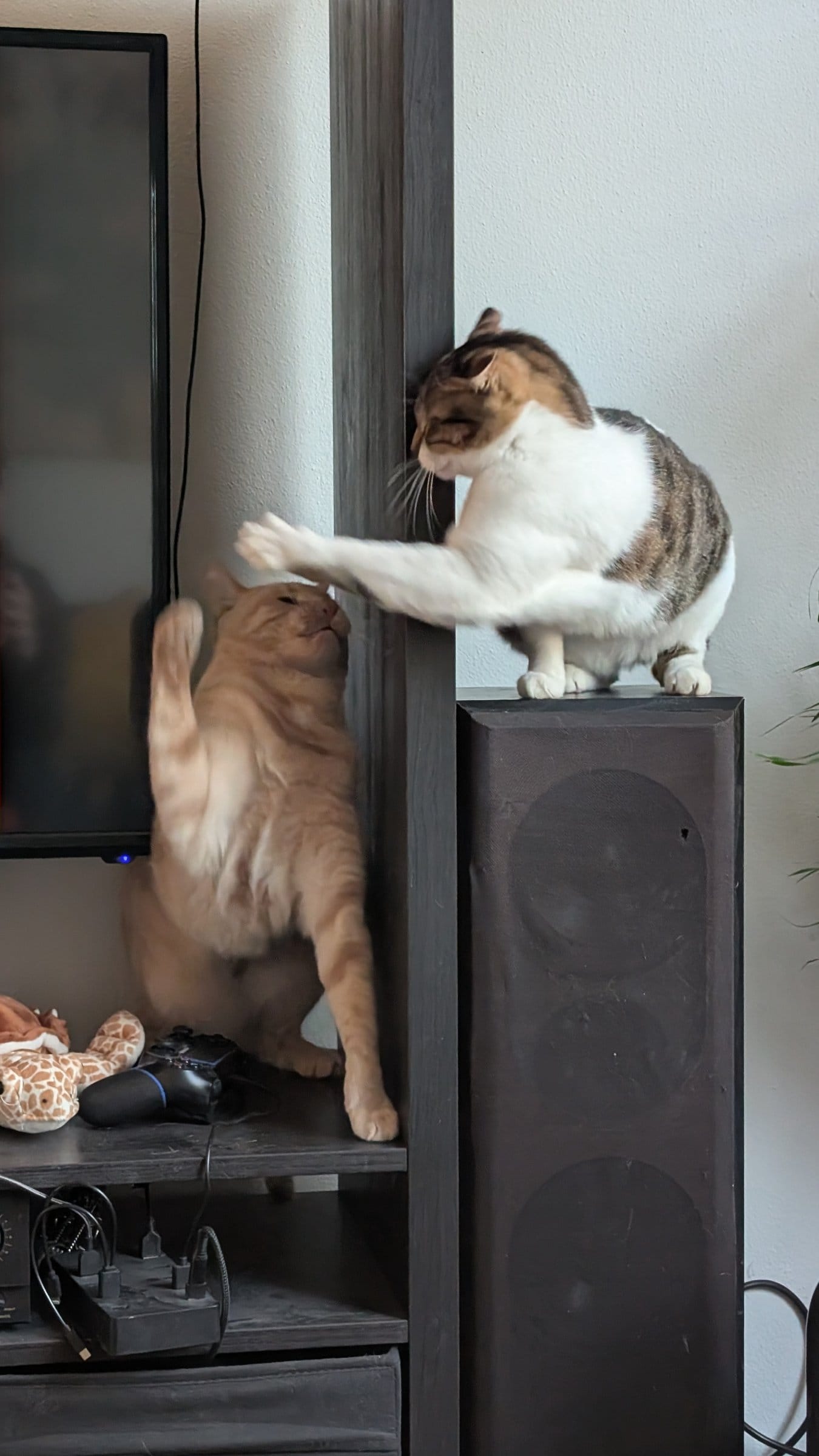 A cream and ginger tabby reaches for a brown and white cat playfully pawing down from atop a tall speaker.