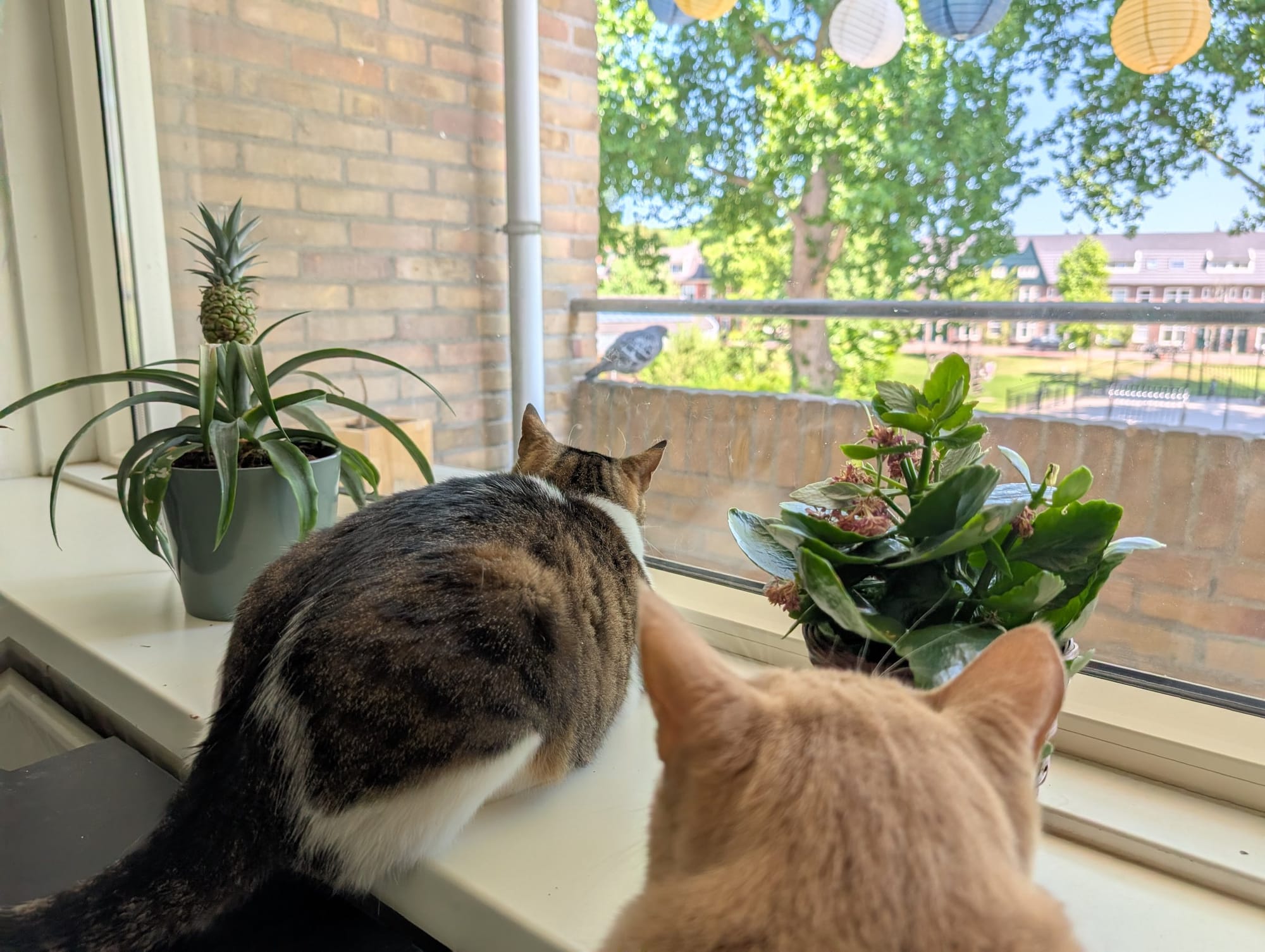 Two cats—a cream and ginger tabby and a brown tabby with white markings—watch from a windowsill with plants.