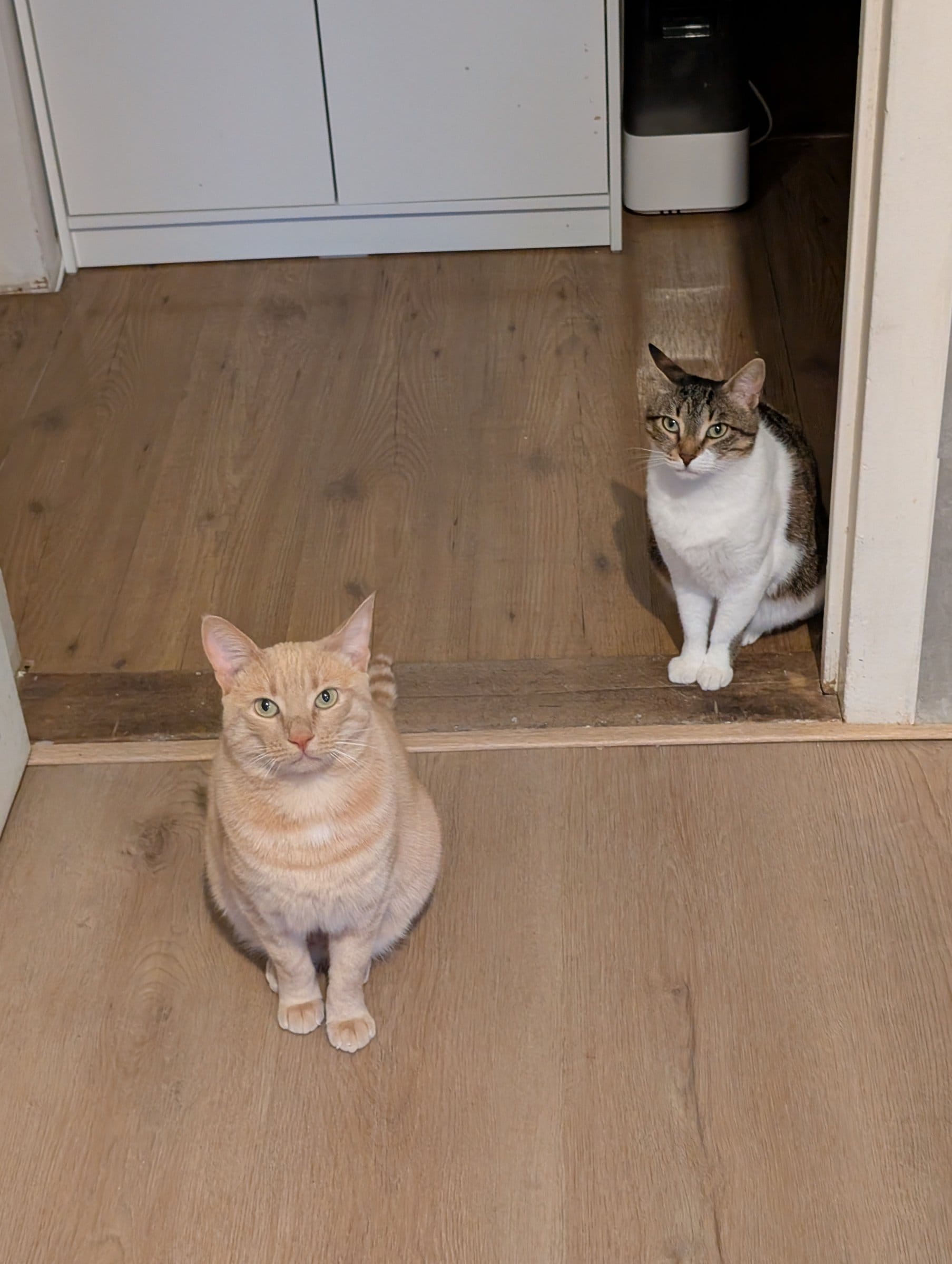 A cream and ginger tabby sits facing the camera, while a brown and white tabby waits in a doorway behind him.