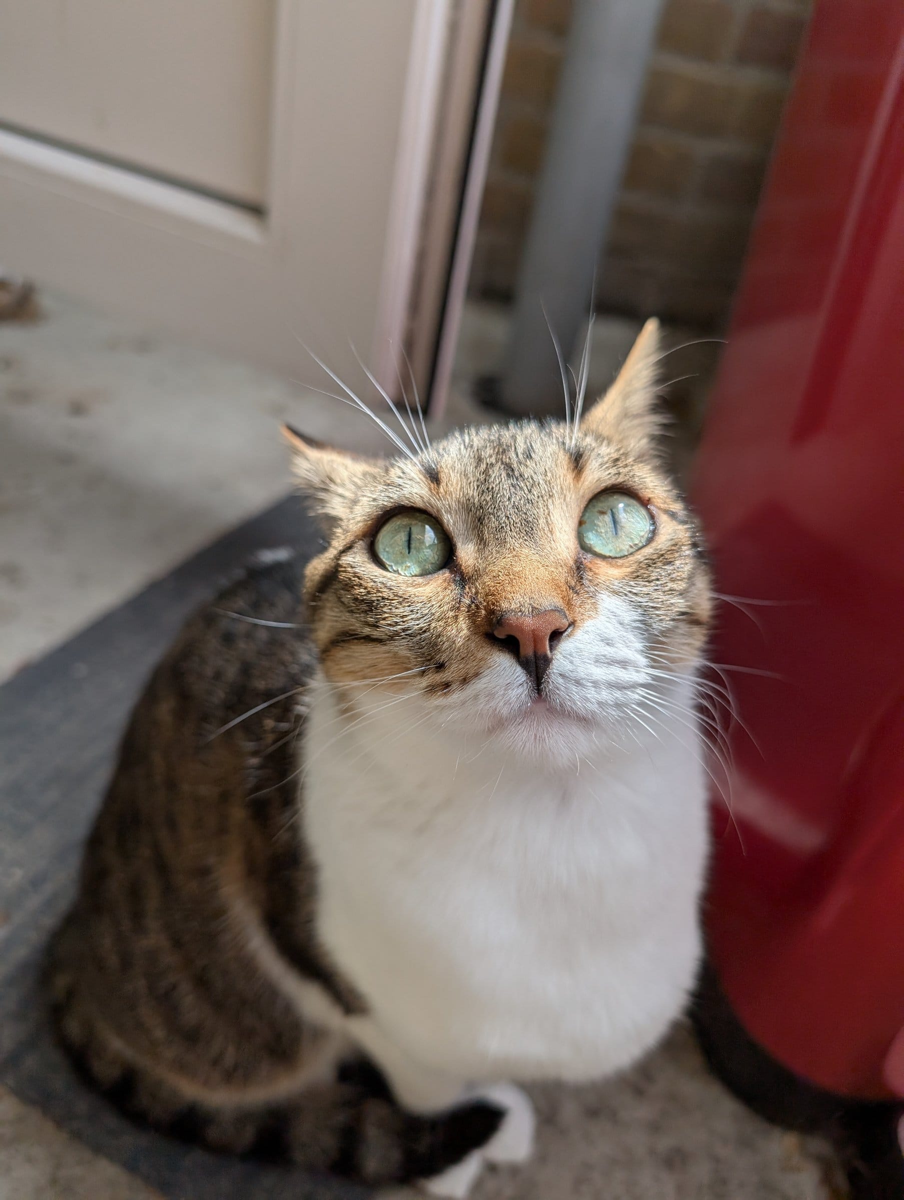 A brown and white tabby cat with striking green eyes looks up at the camera while sitting on a tiled surface.