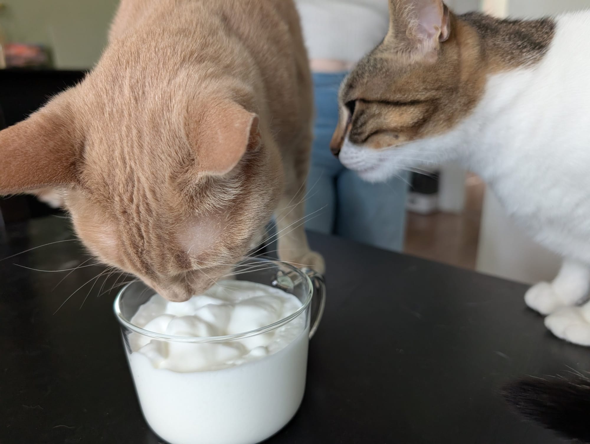A cream and ginger tabby and a brown and white cat investigate a glass of milk on a dark surface.