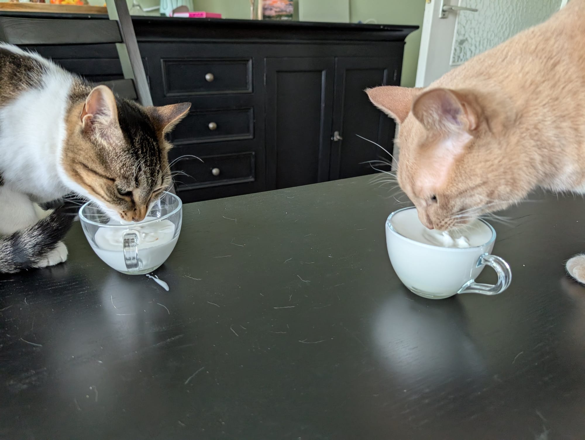 A cream and ginger tabby and a brown tabby with white markings enjoy creamy treats from separate cups on a dark surface.