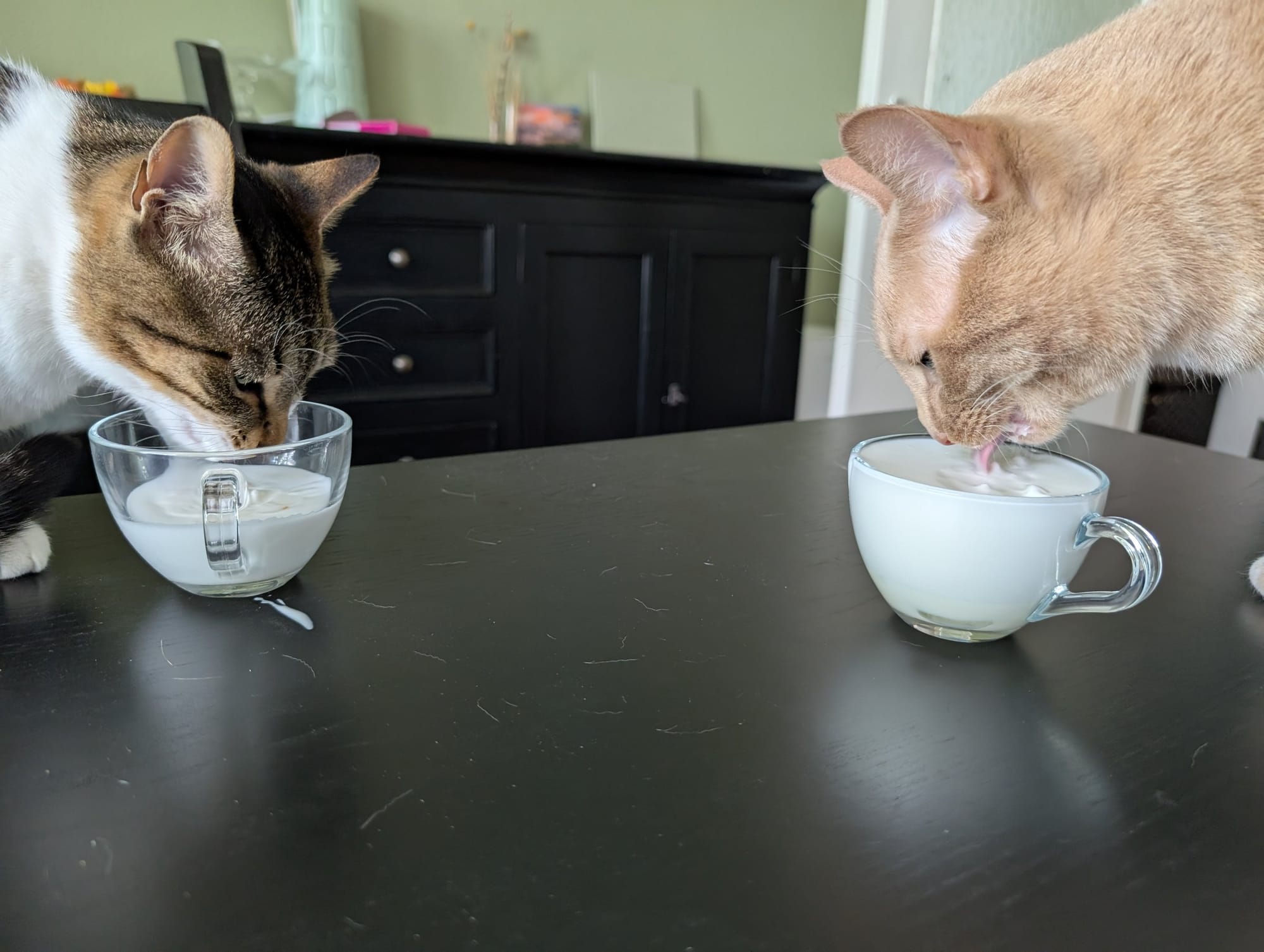 A cream and ginger tabby and a brown tabby drink from small dishes of milk on a dark table.