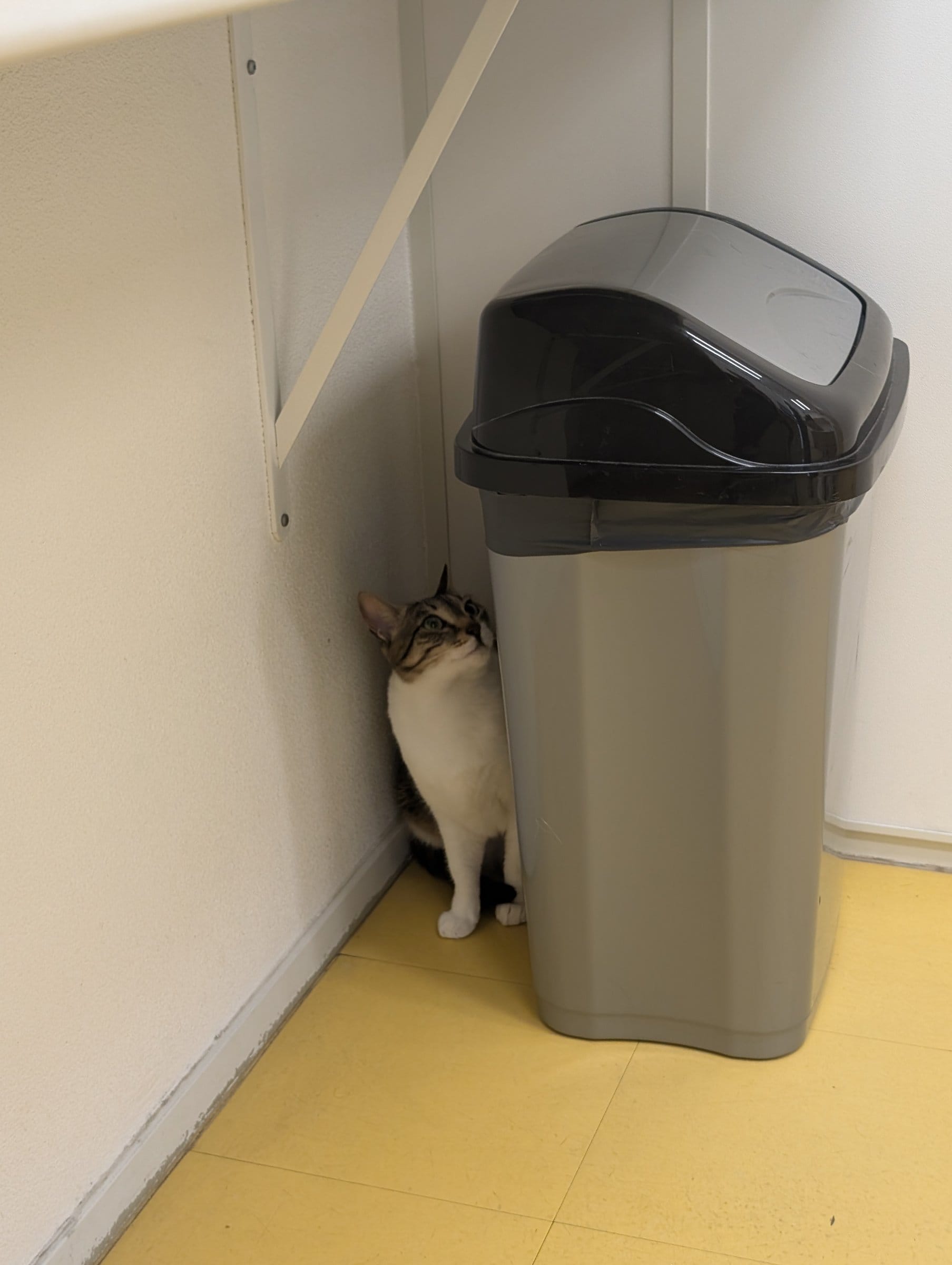 A brown and white tabby cat sits beside a grey bin, looking upwards at something out of shot.