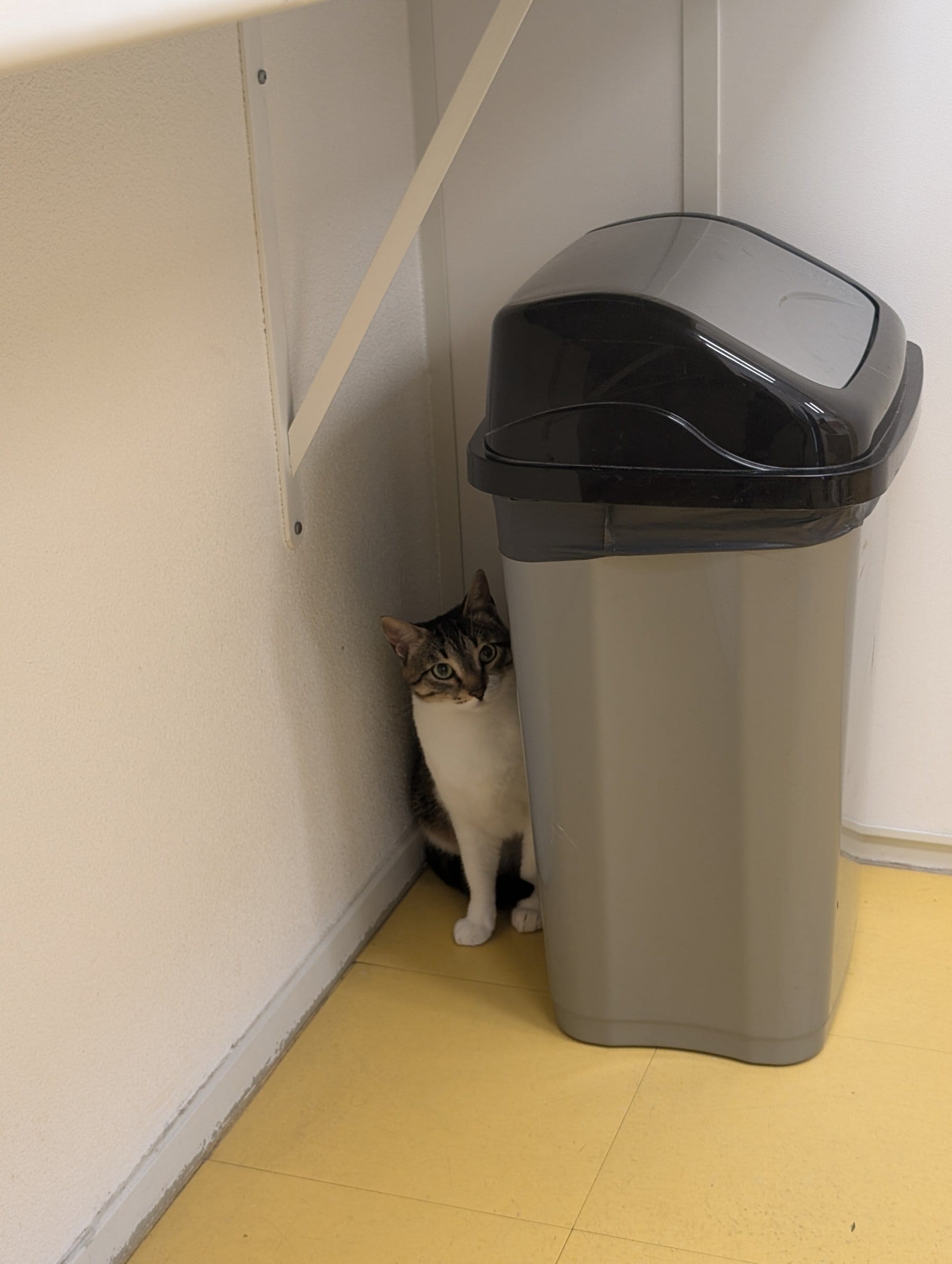 A brown and white tabby cat sits beside a grey trash can, looking upwards at a white pole attached to a wall.