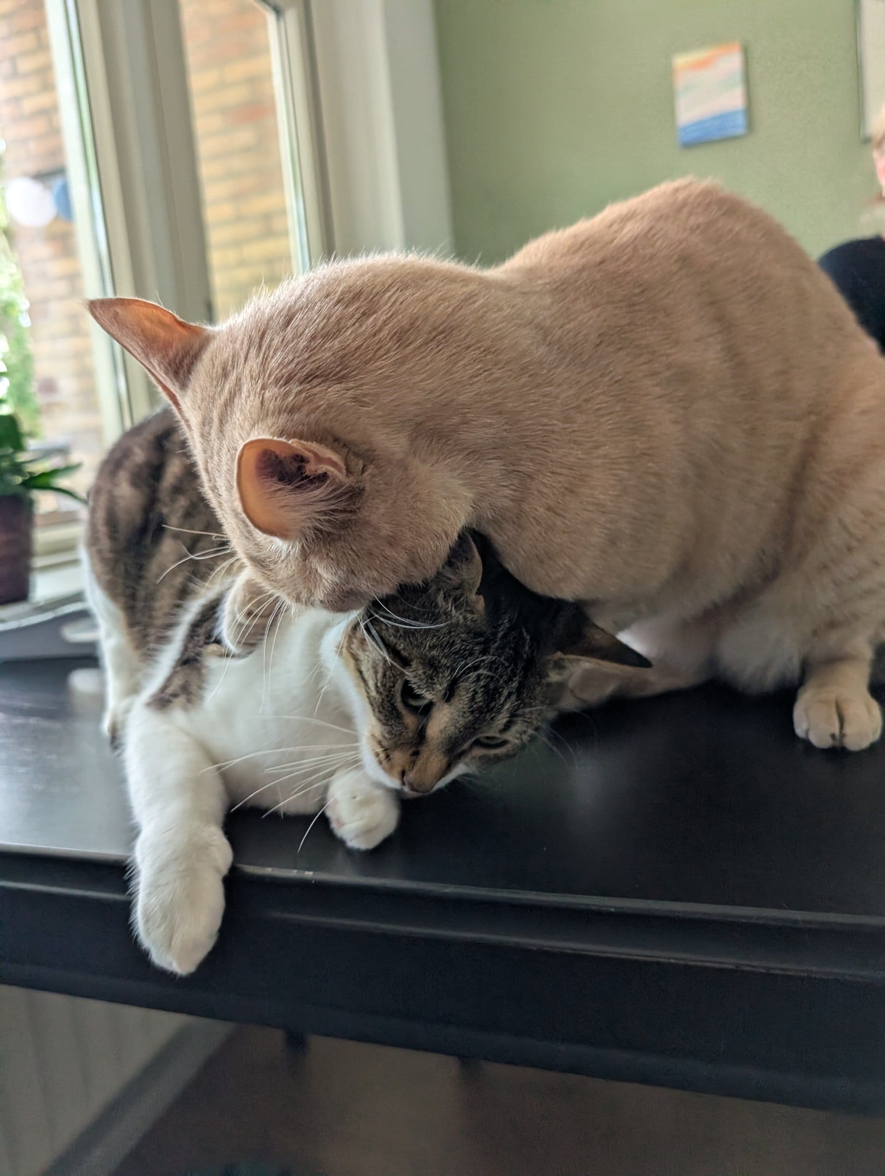 A cream and ginger tabby nuzzles a brown and white tabby lying down on a dark surface near a window.