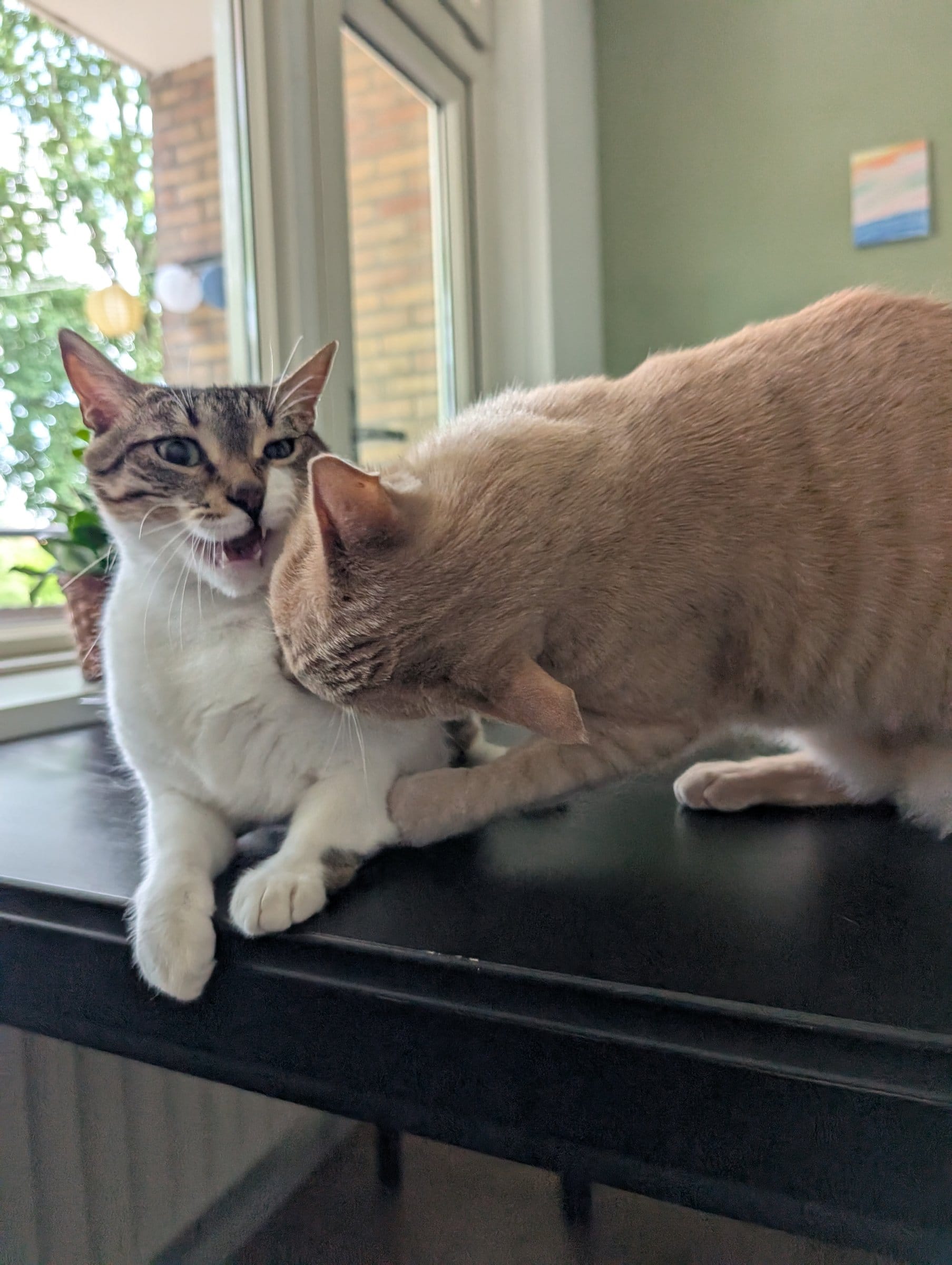 A cream and ginger tabby gently paws at a brown and white tabby’s face while they both sit on a dark surface.