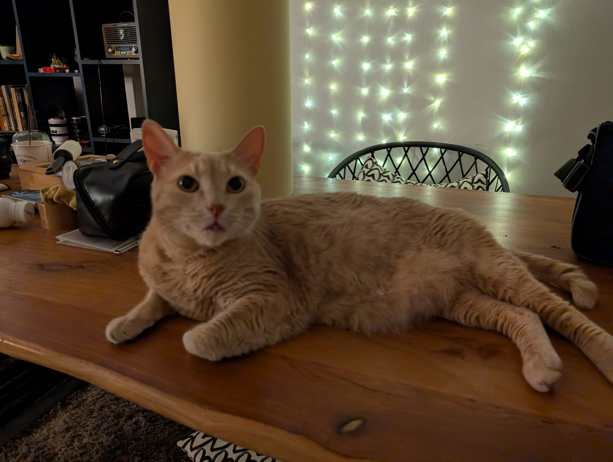 An orange cat lies stretched out on a wooden table in front of a wall decorated with fairy lights.