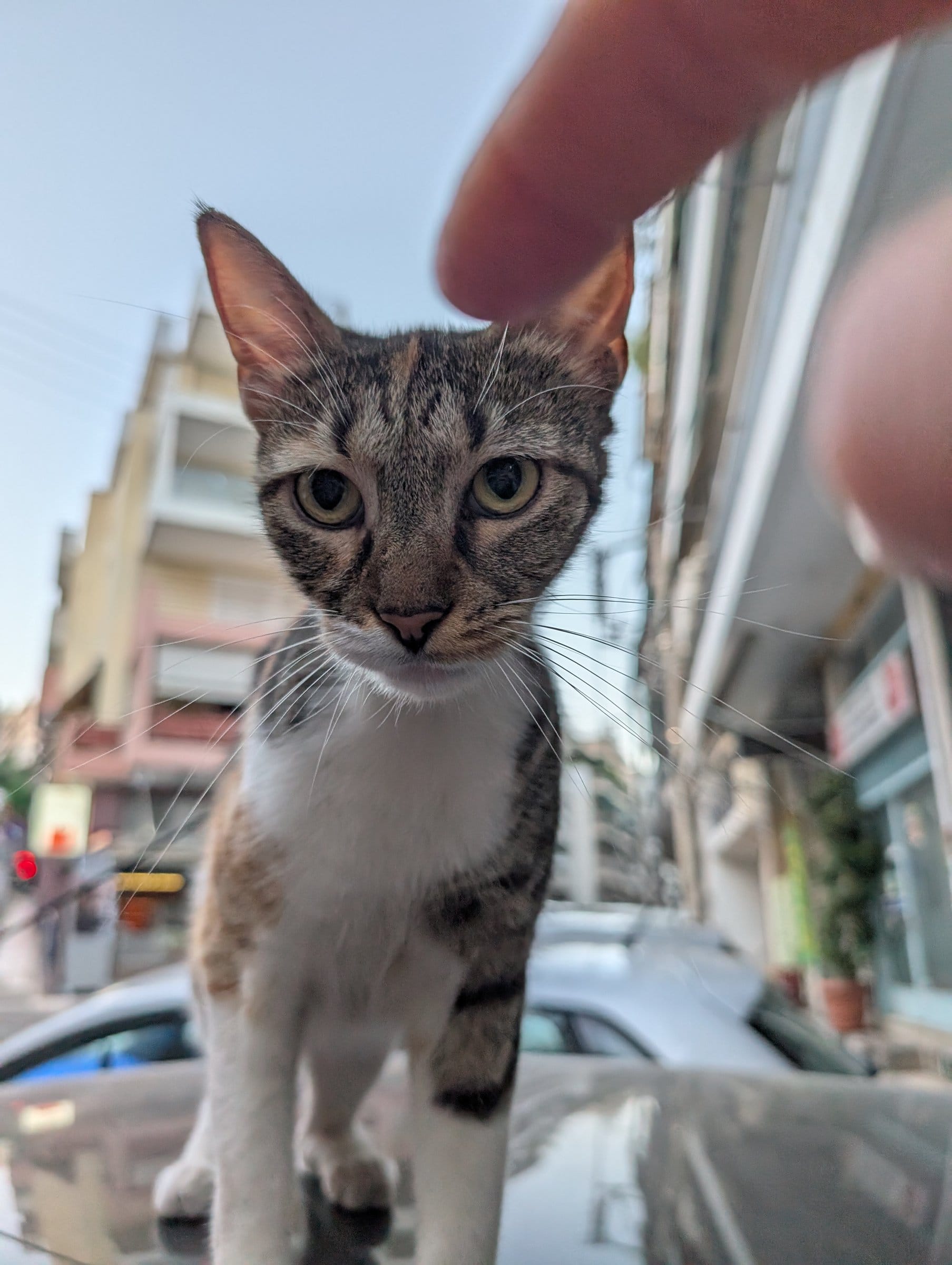 A grey and white tabby kitten looks up at a hand reaching towards its head on a city street.