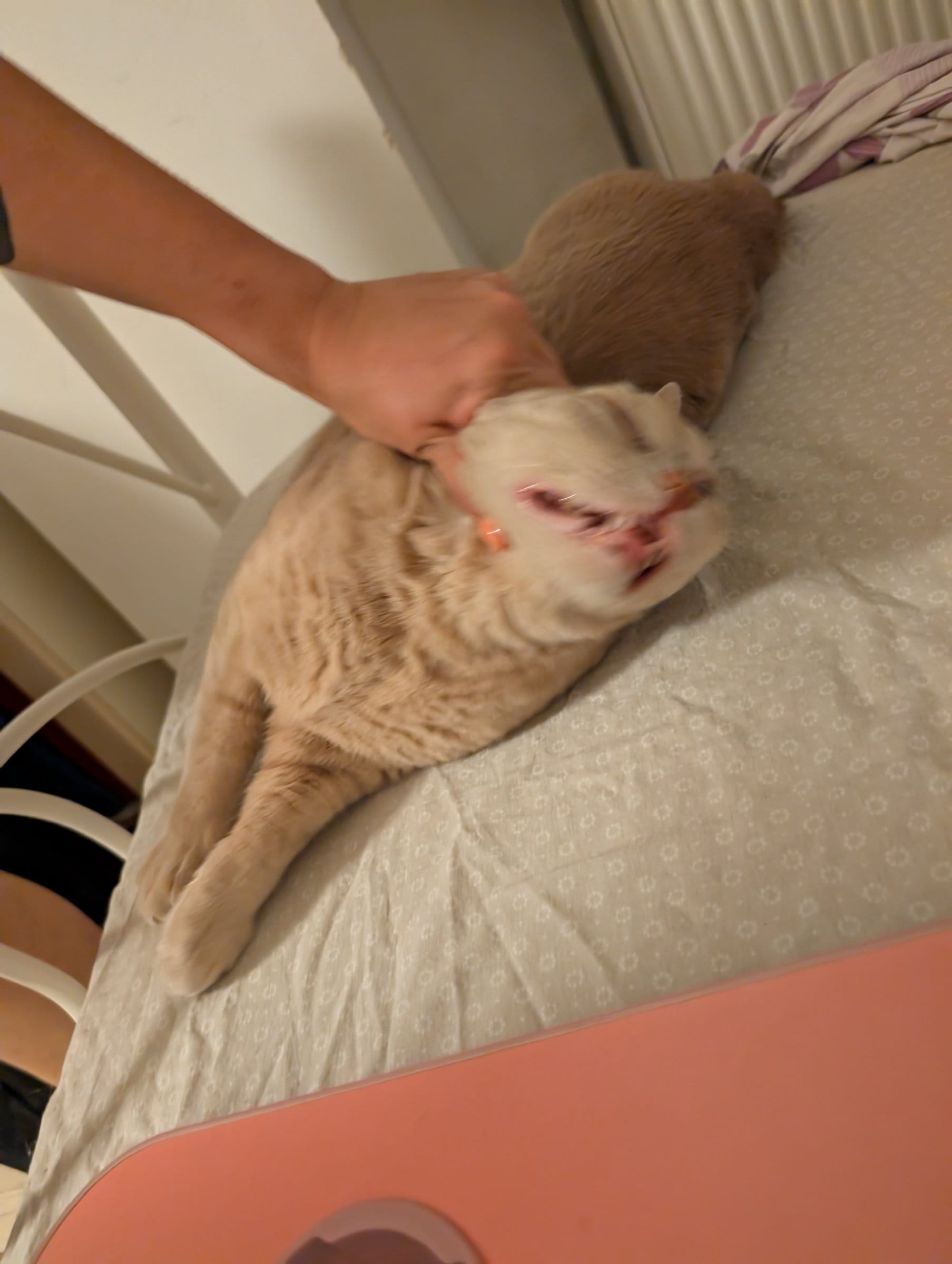 An orange cat relaxes on a bed while a person gently strokes its head.