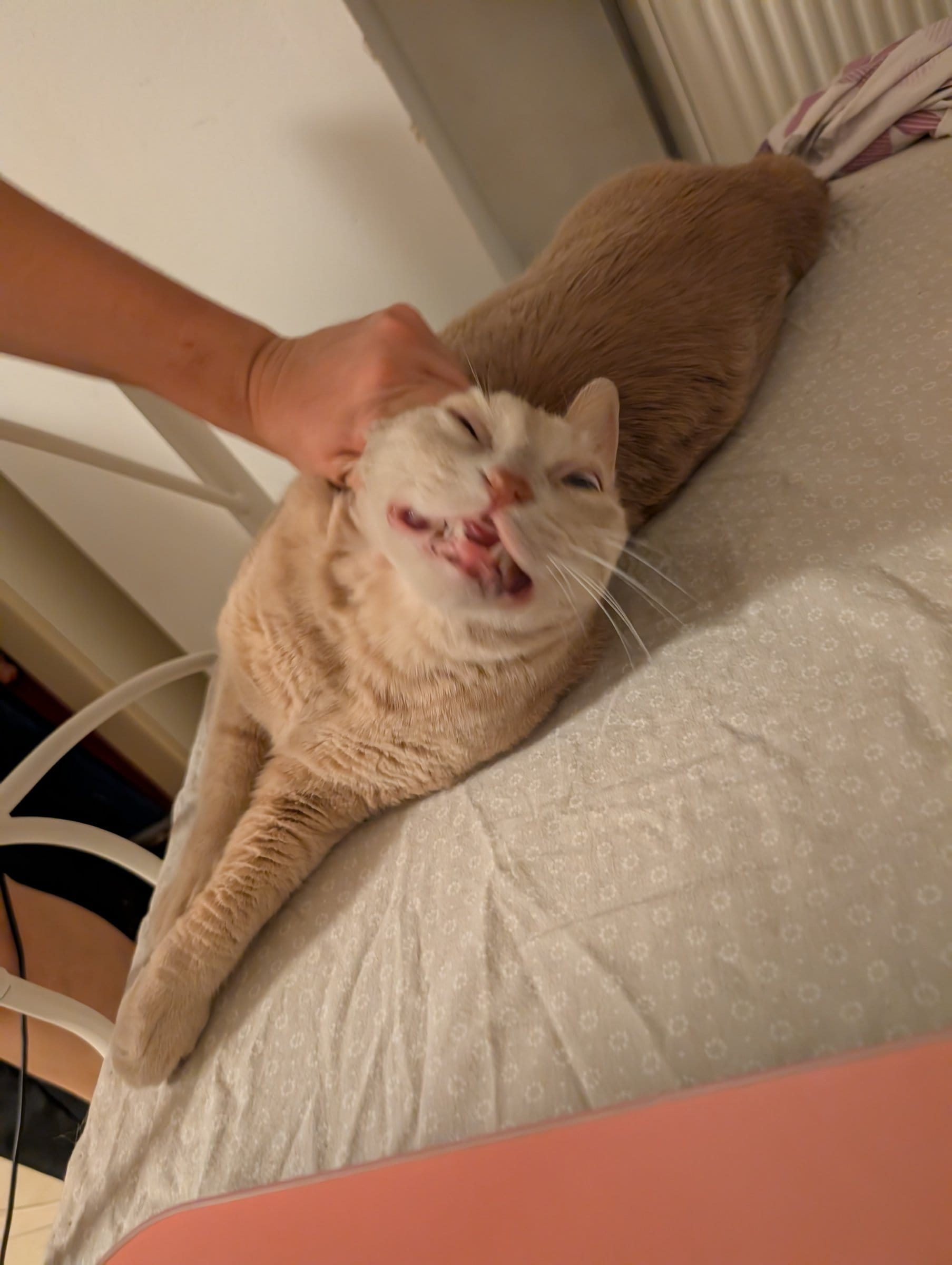 An orange cat lies stretched out on a patterned surface while a person scratches its head.