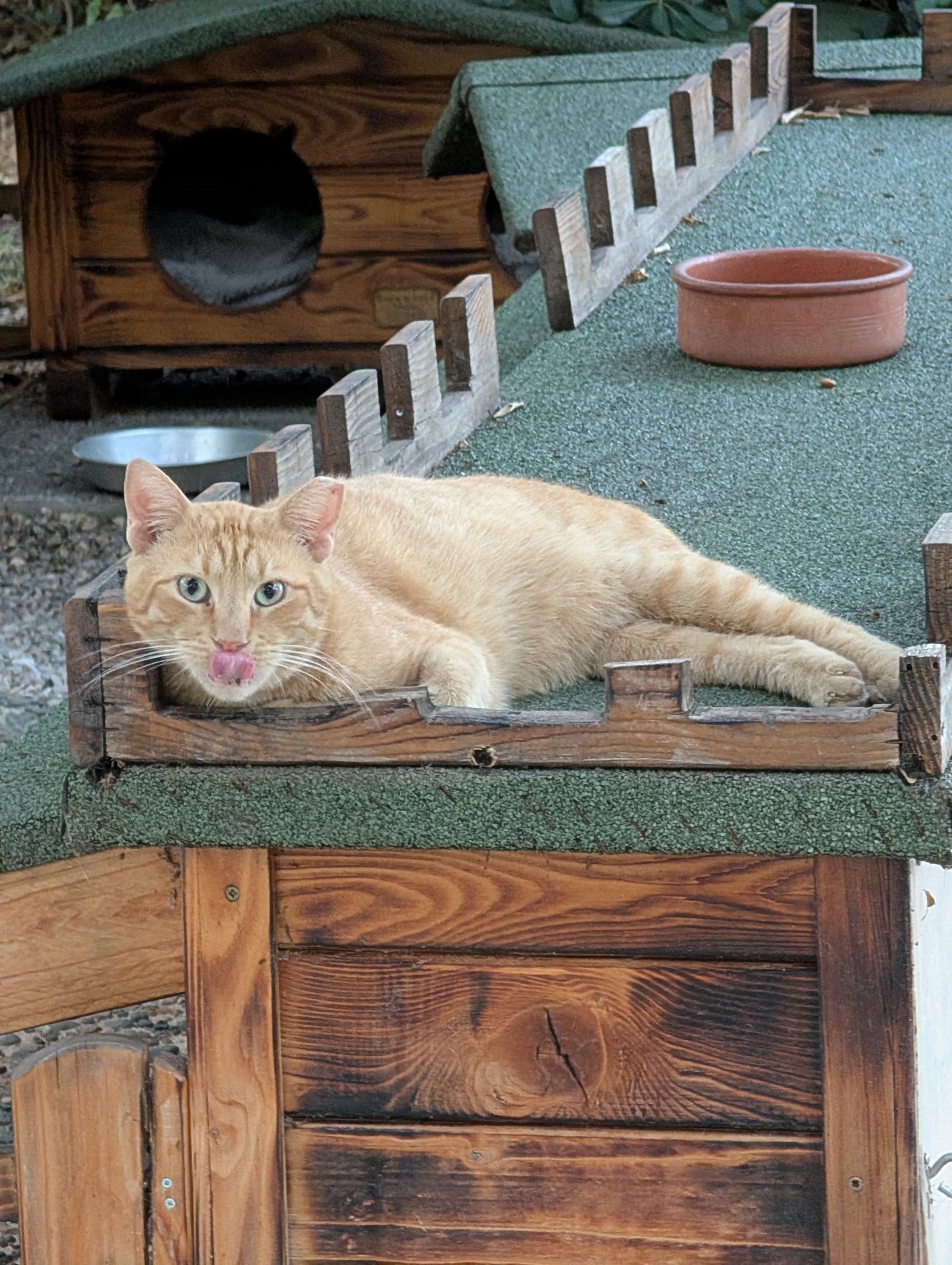 An orange tabby rests on a wooden ledge with a small house and bowls nearby.