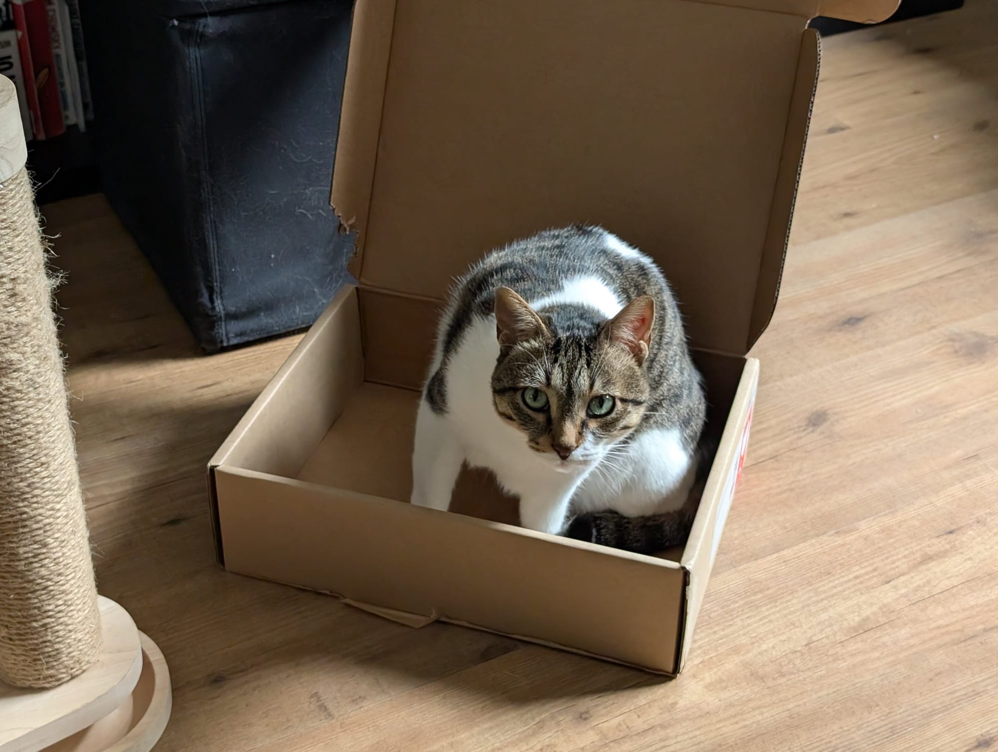 A brown and white tabby cat sits comfortably inside an open cardboard box on a wooden floor.