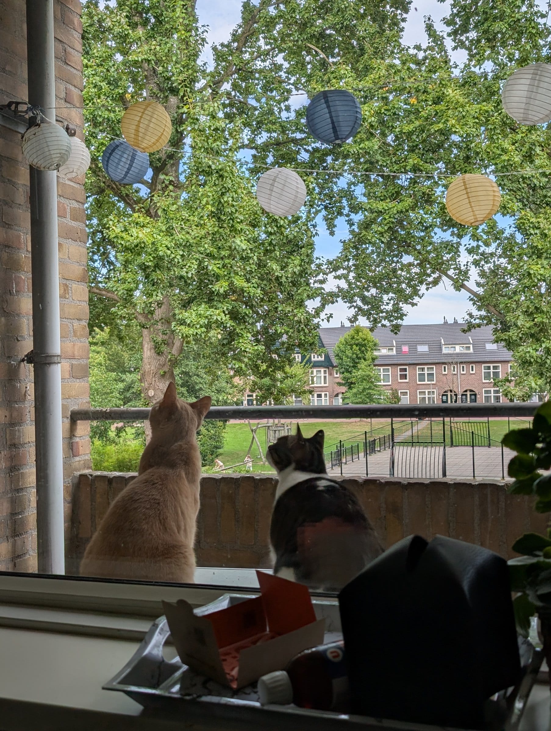 A cream and ginger cat and a brown tabby gaze out a window at trees, paper lanterns, and buildings.