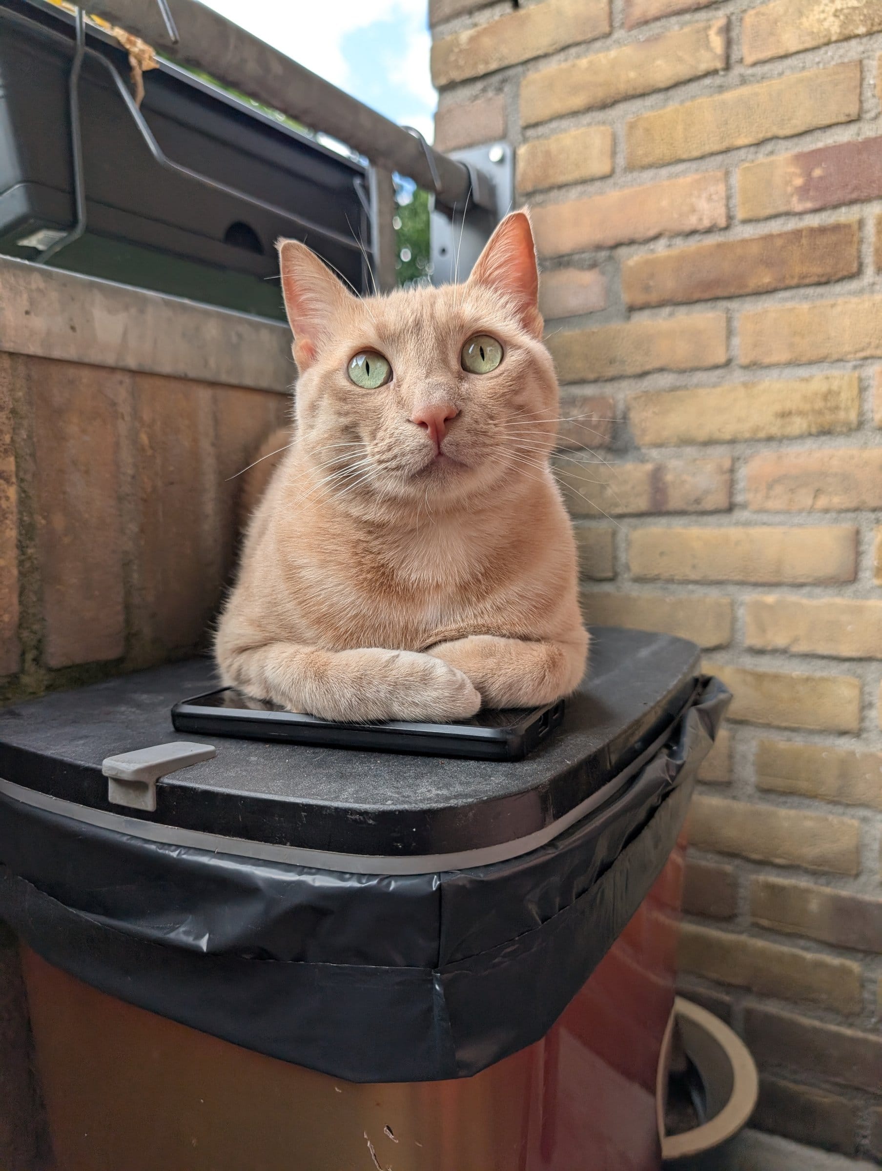 A ginger cat loafs on top of a bin on a sunny balcony, looking at the camera.
