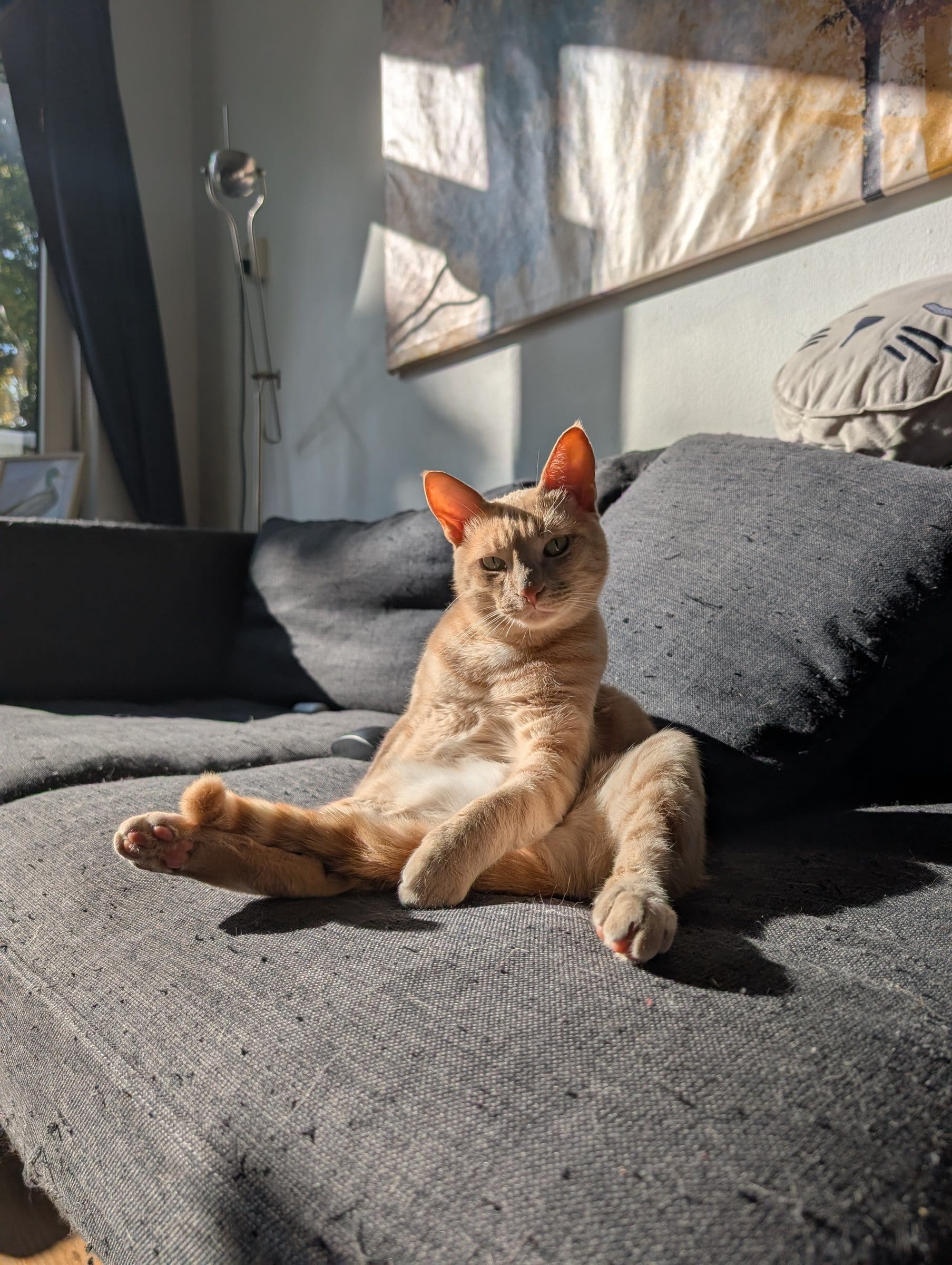 A cream and ginger tabby relaxes on a grey sofa, stretching one paw forward in the sunlight.