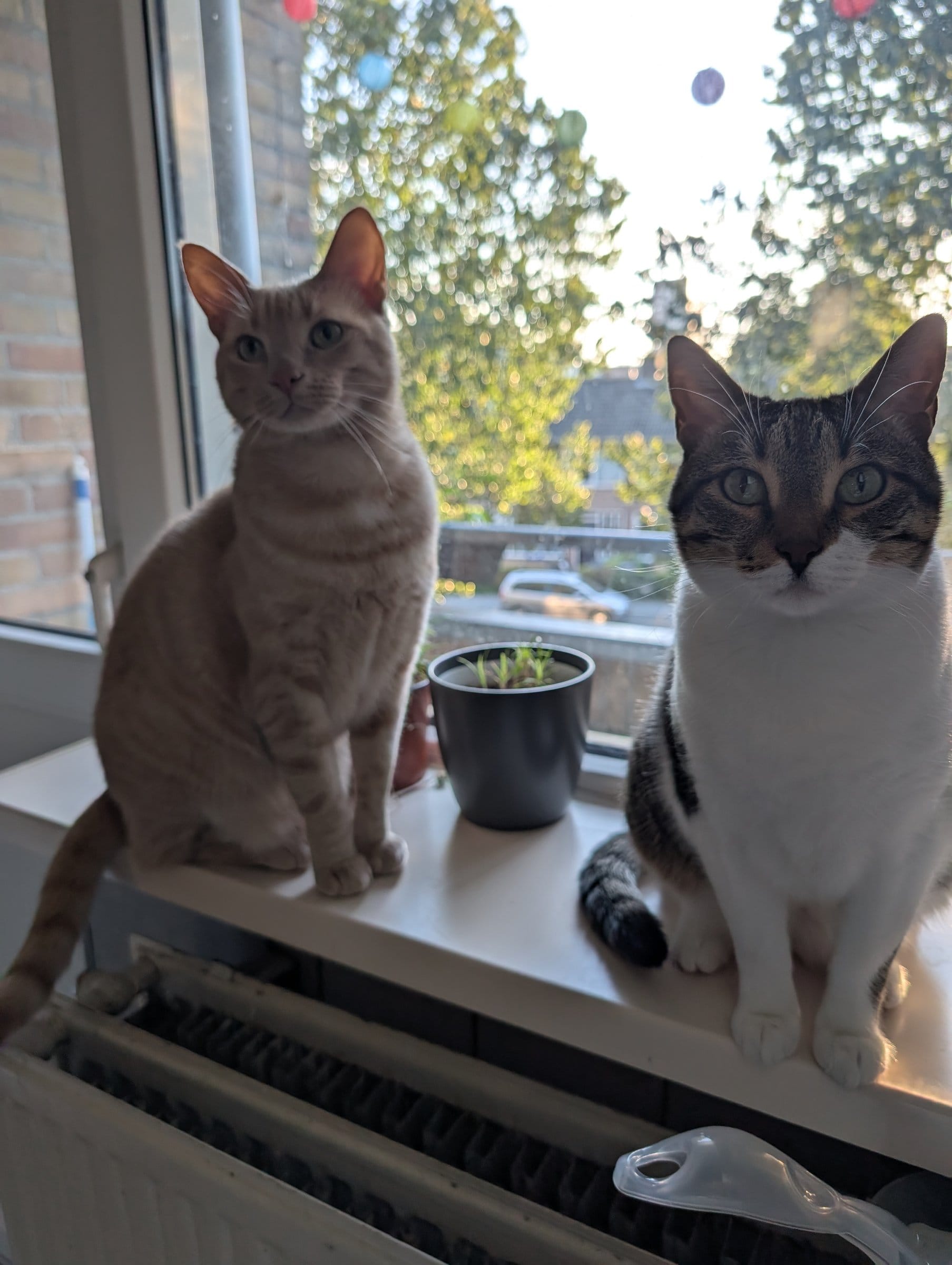A cream and ginger tabby and a brown tabby with white markings sit on a radiator beside a plant.