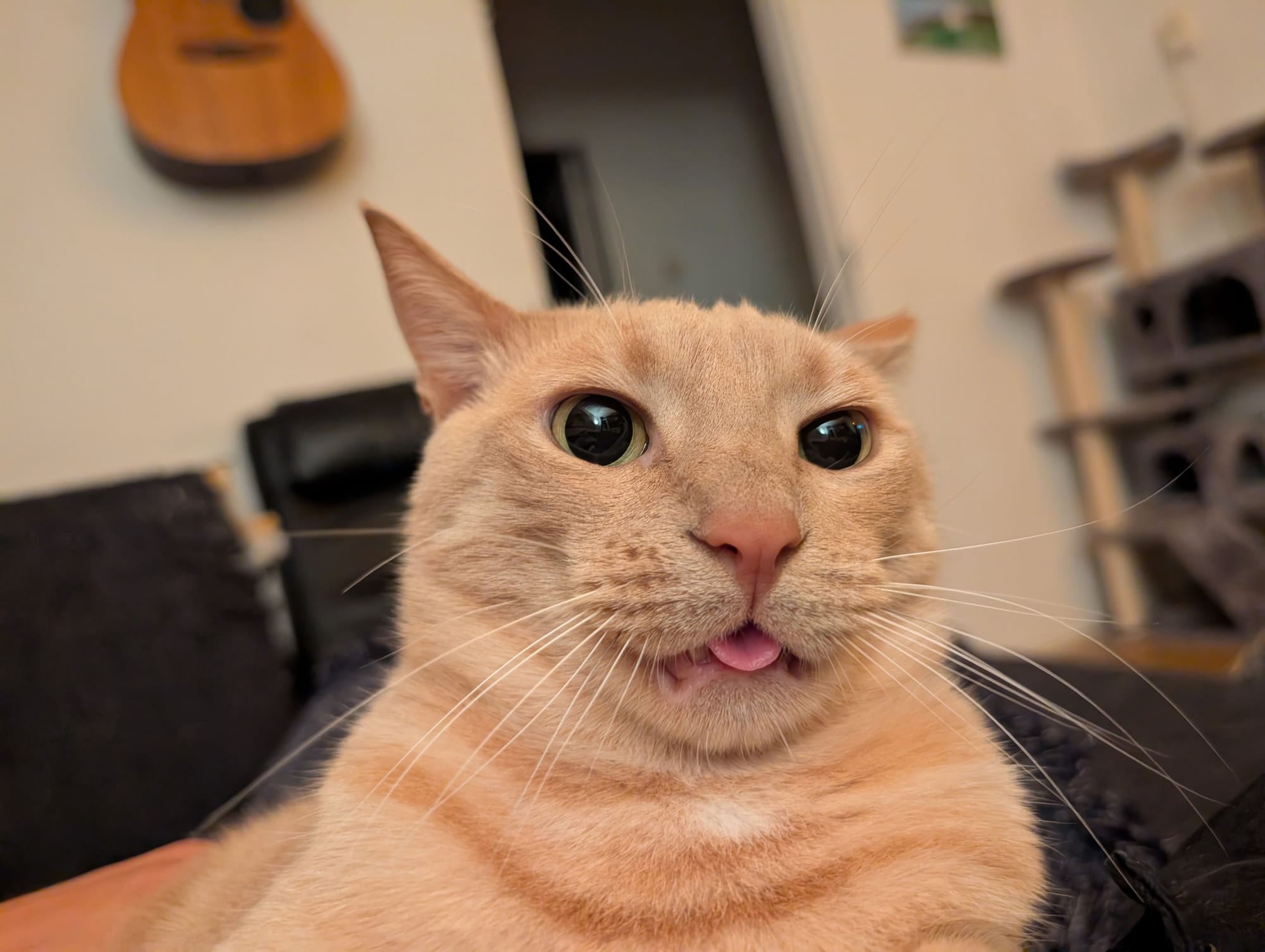 A cream and ginger tabby looks directly at the camera with a slightly open mouth and a tiny tongue visible.