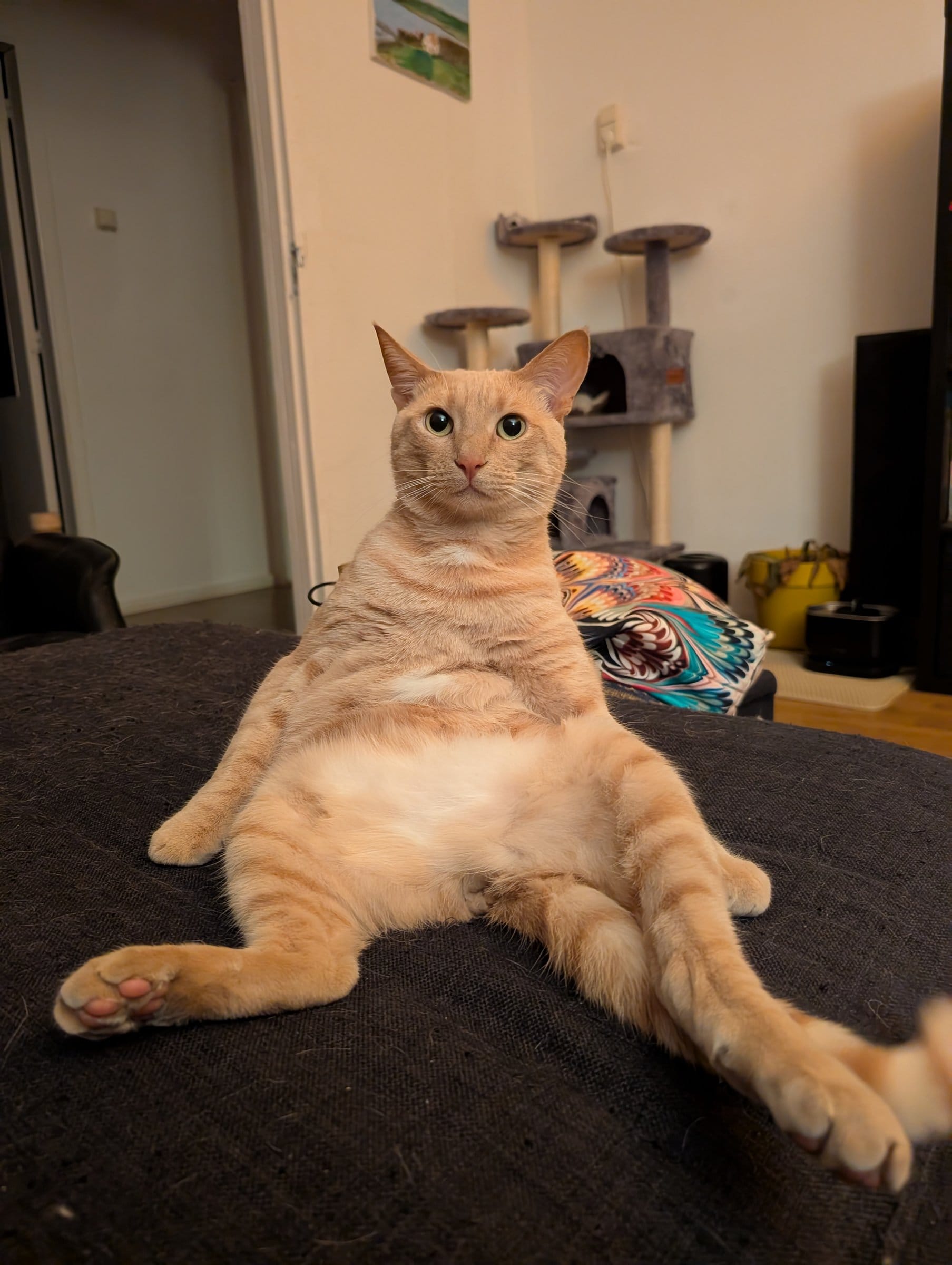 A ginger and white cat lounges dramatically on a grey sofa, paws outstretched and looking directly at the camera.