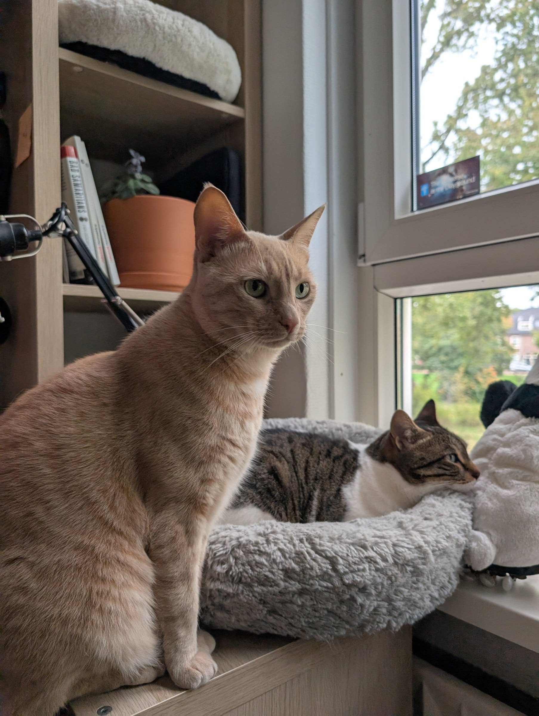 A cream and ginger tabby sits on a shelf, looking towards a grey tabby resting in a fluffy bed by a window.