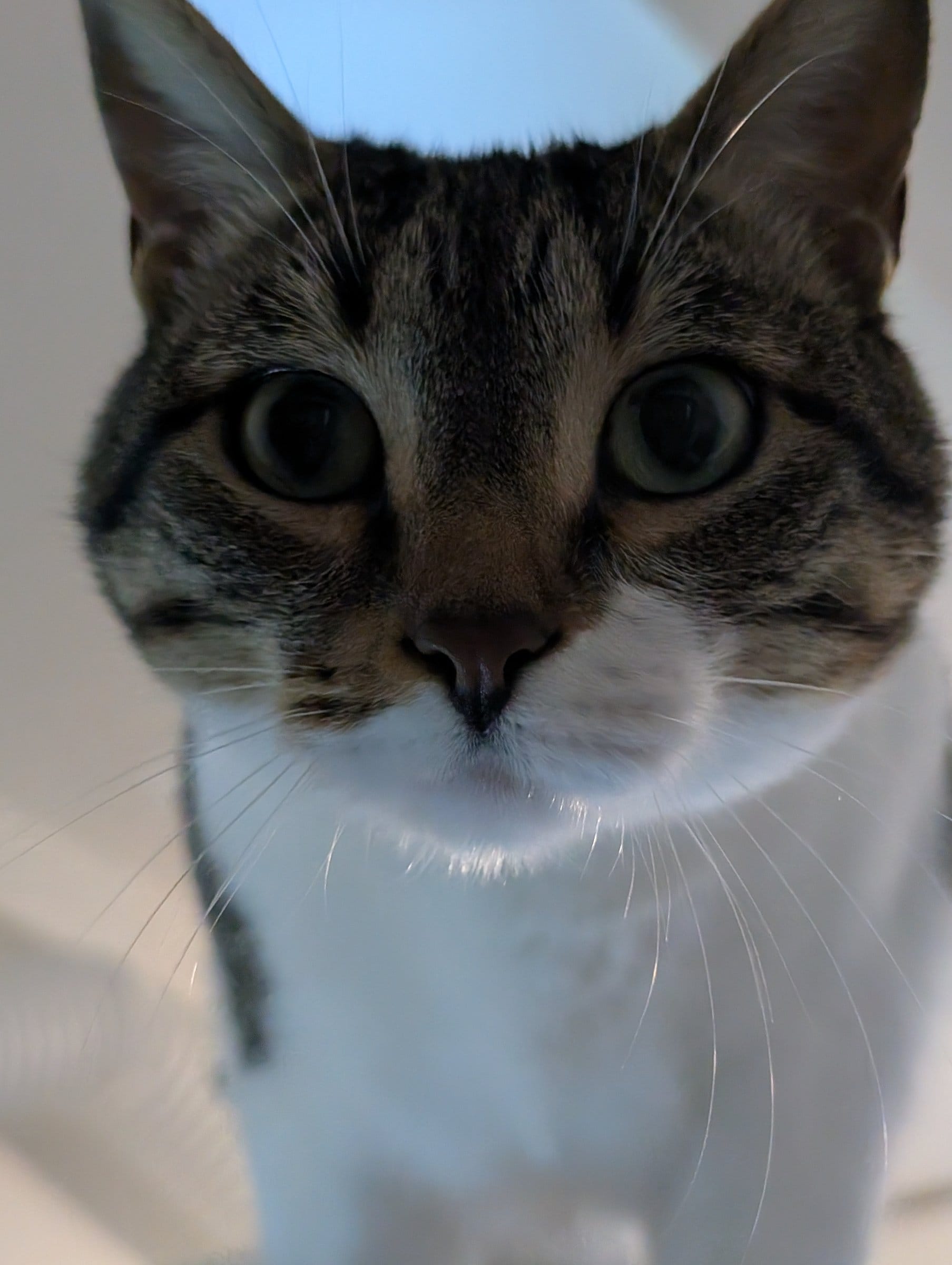A brown tabby cat with a white chest looks directly at the camera with large, curious eyes.