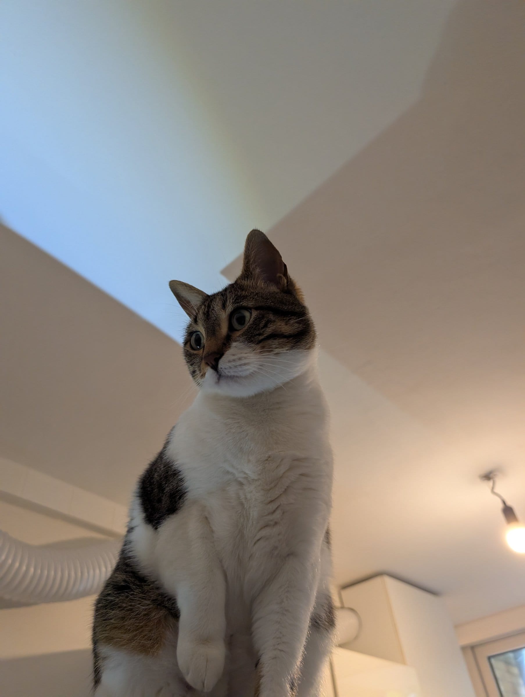 A brown and white tabby cat sits upright, looking upwards with bright green eyes.