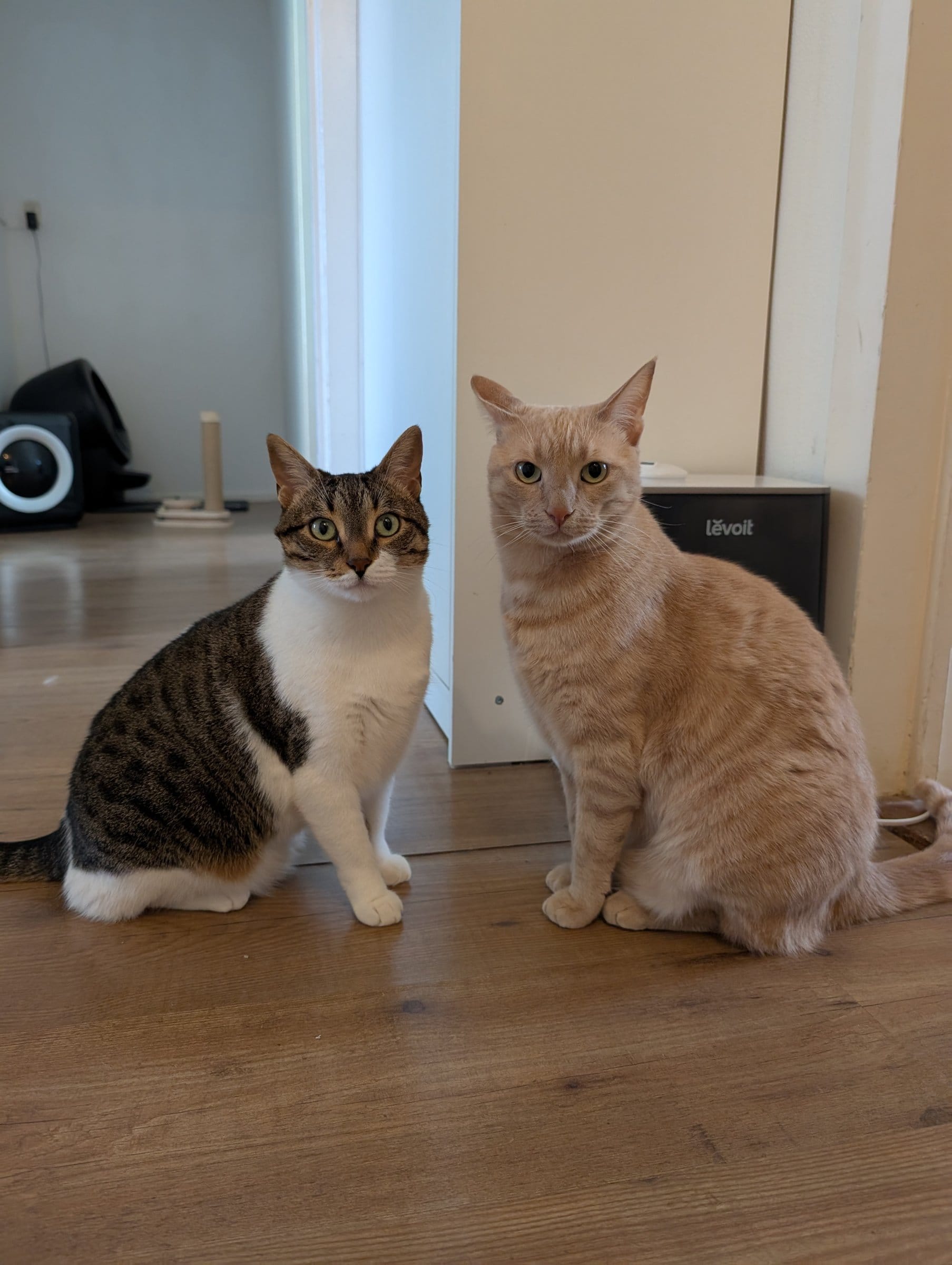 Two cats sit on a wooden floor, one cream and ginger, the other brown tabby with white markings.