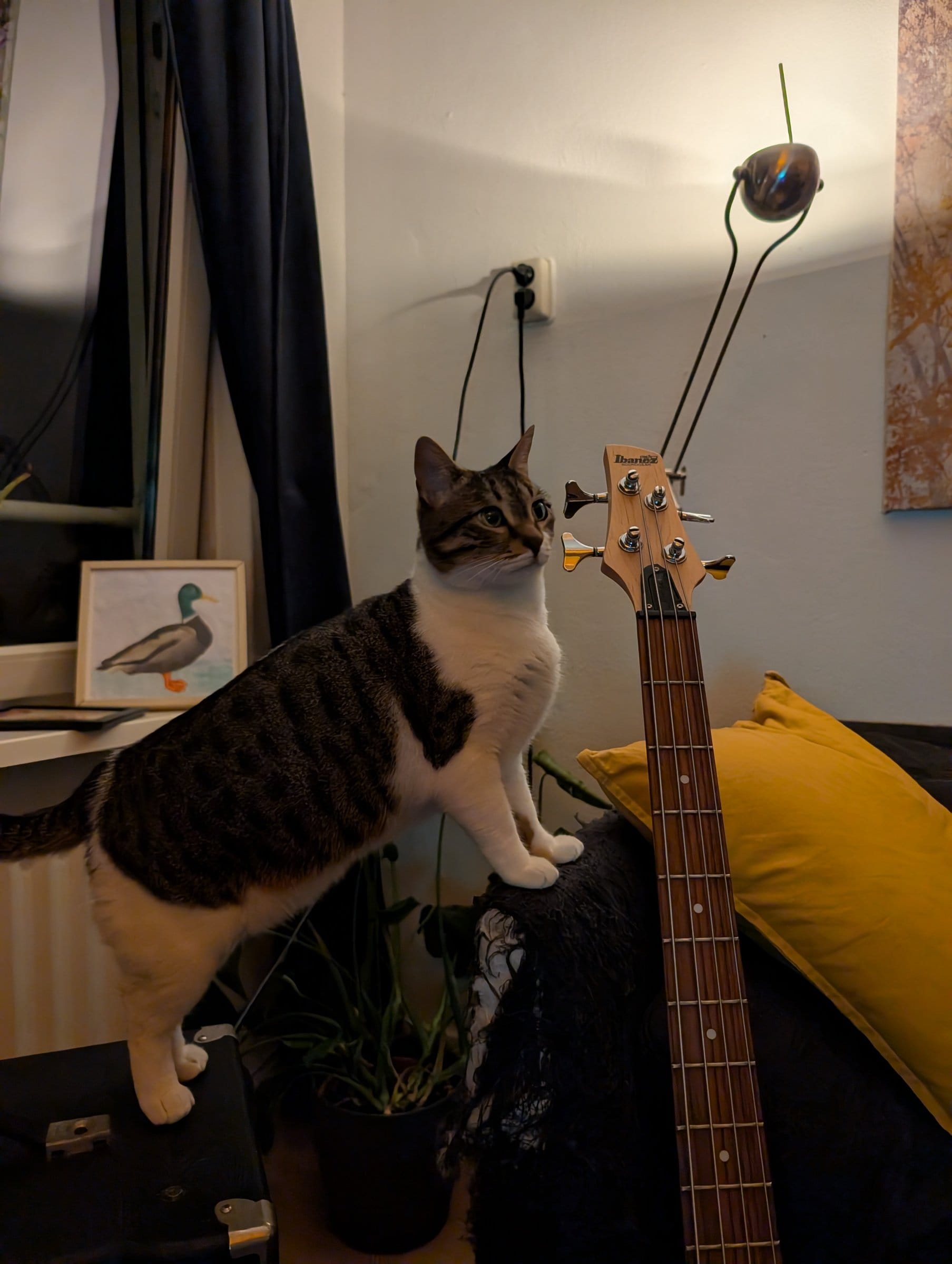 A brown and white tabby cat stands on an amplifier next to a bass guitar and a potted plant.