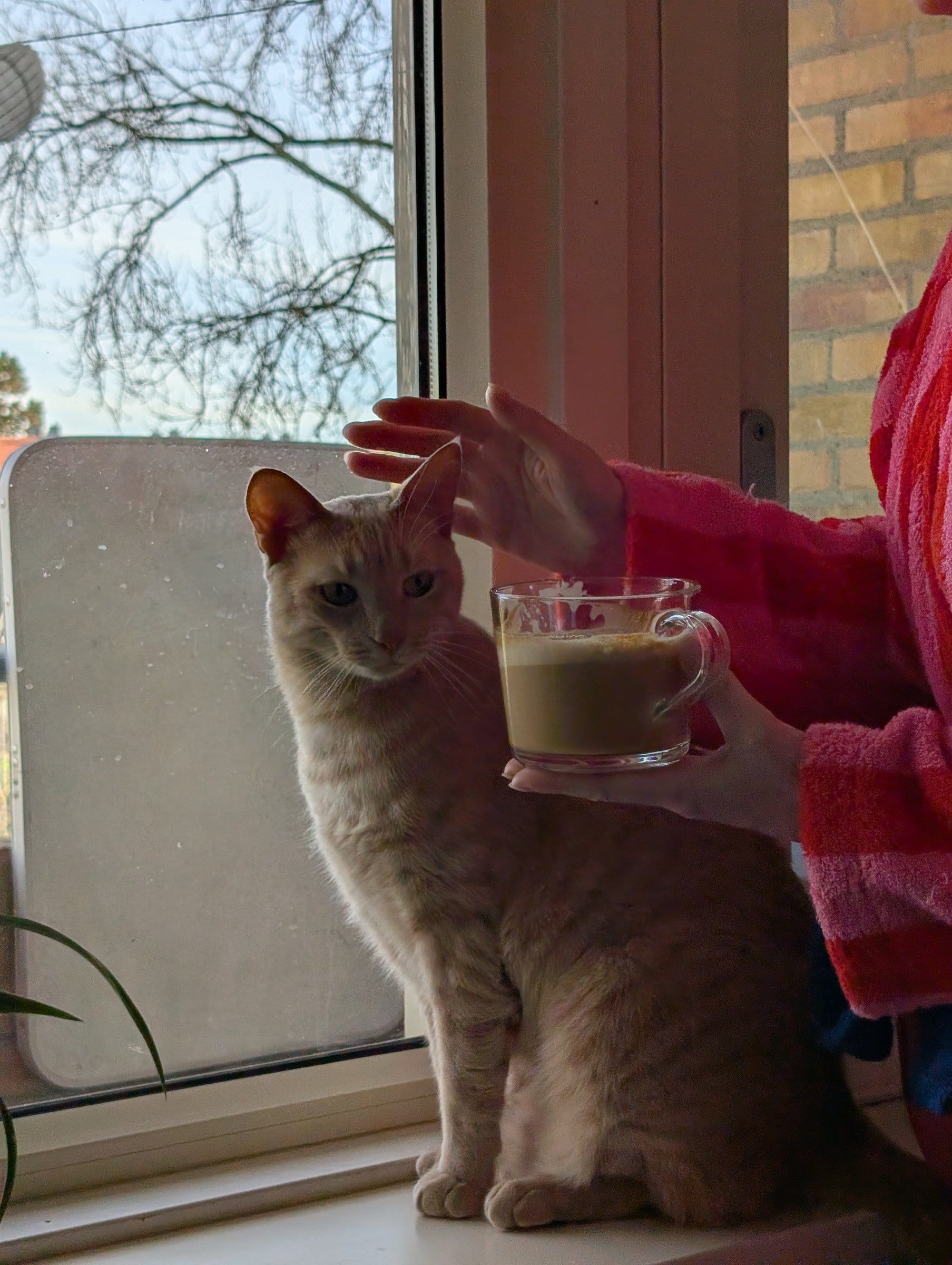 A cream and ginger tabby sits by a window as a person offers it a latte.