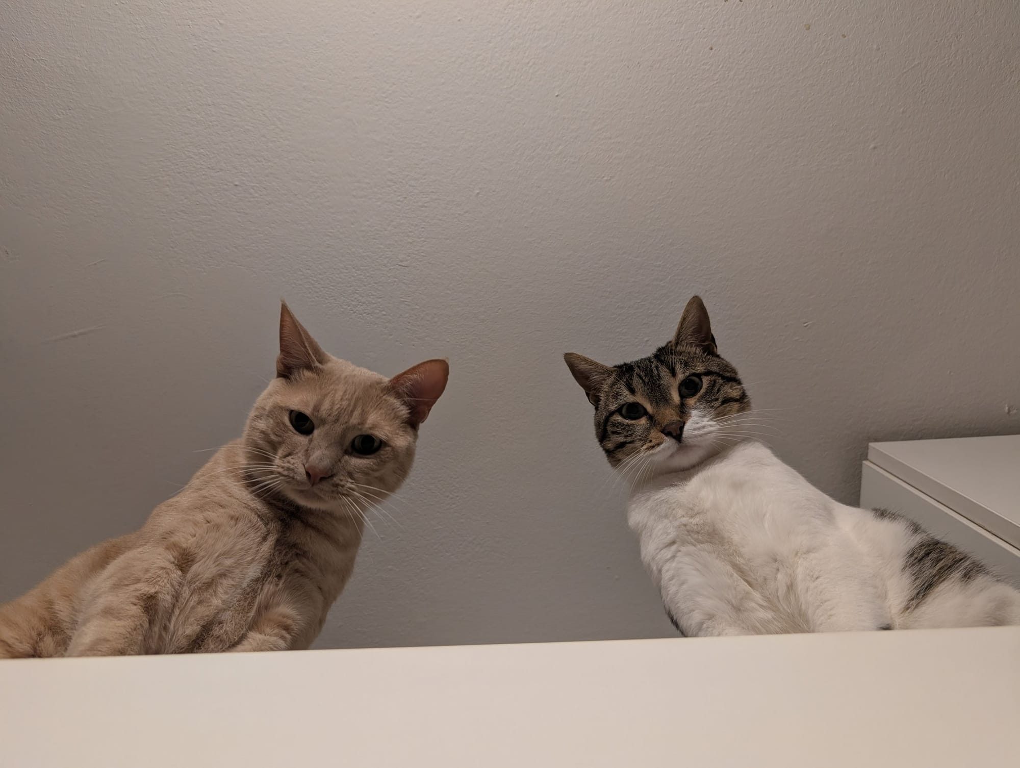 A cream and ginger tabby and a brown and white tabby peer over a white surface.