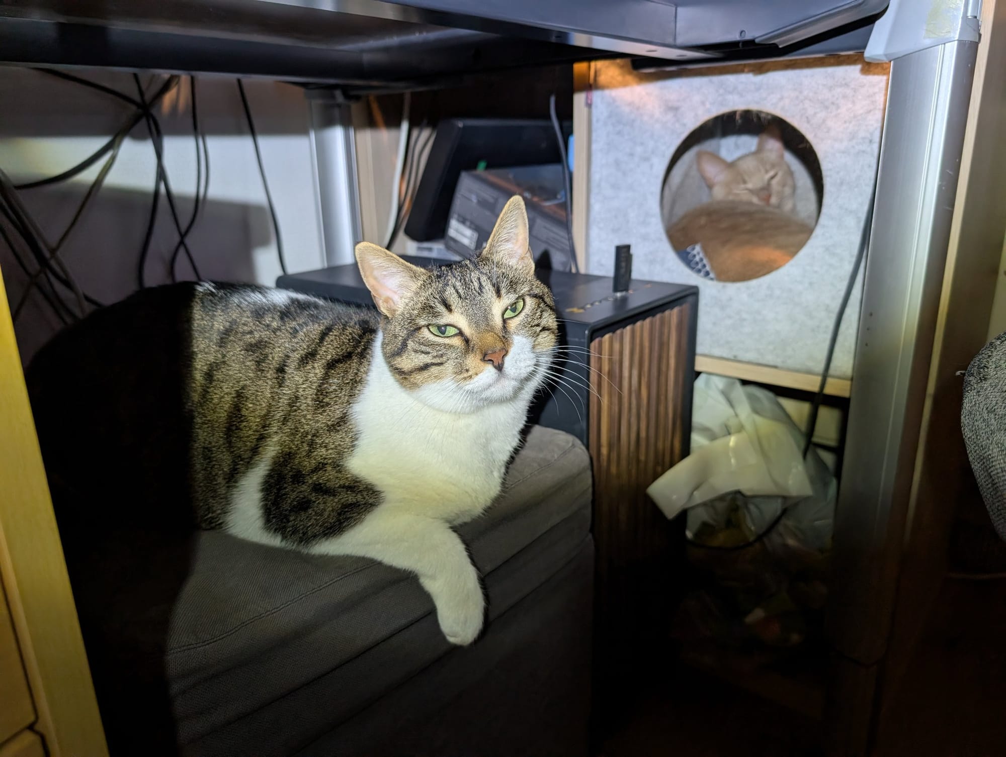 A brown and white tabby rests on a cushion inside a cat tree at night.