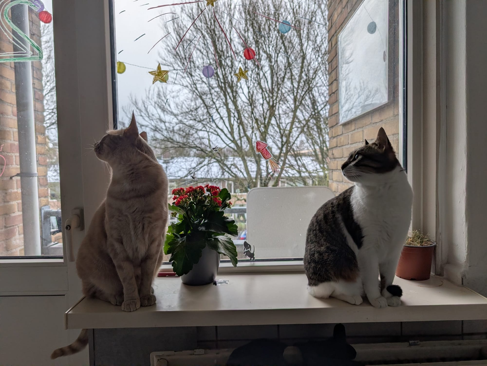 Two cats sit on a windowsill, gazing out at a wintry garden scene with bare trees and brick buildings.