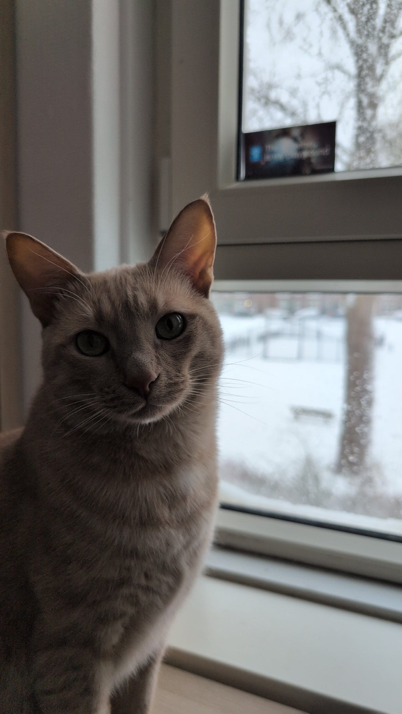 A cream and ginger tabby sits by a window with snow outside.