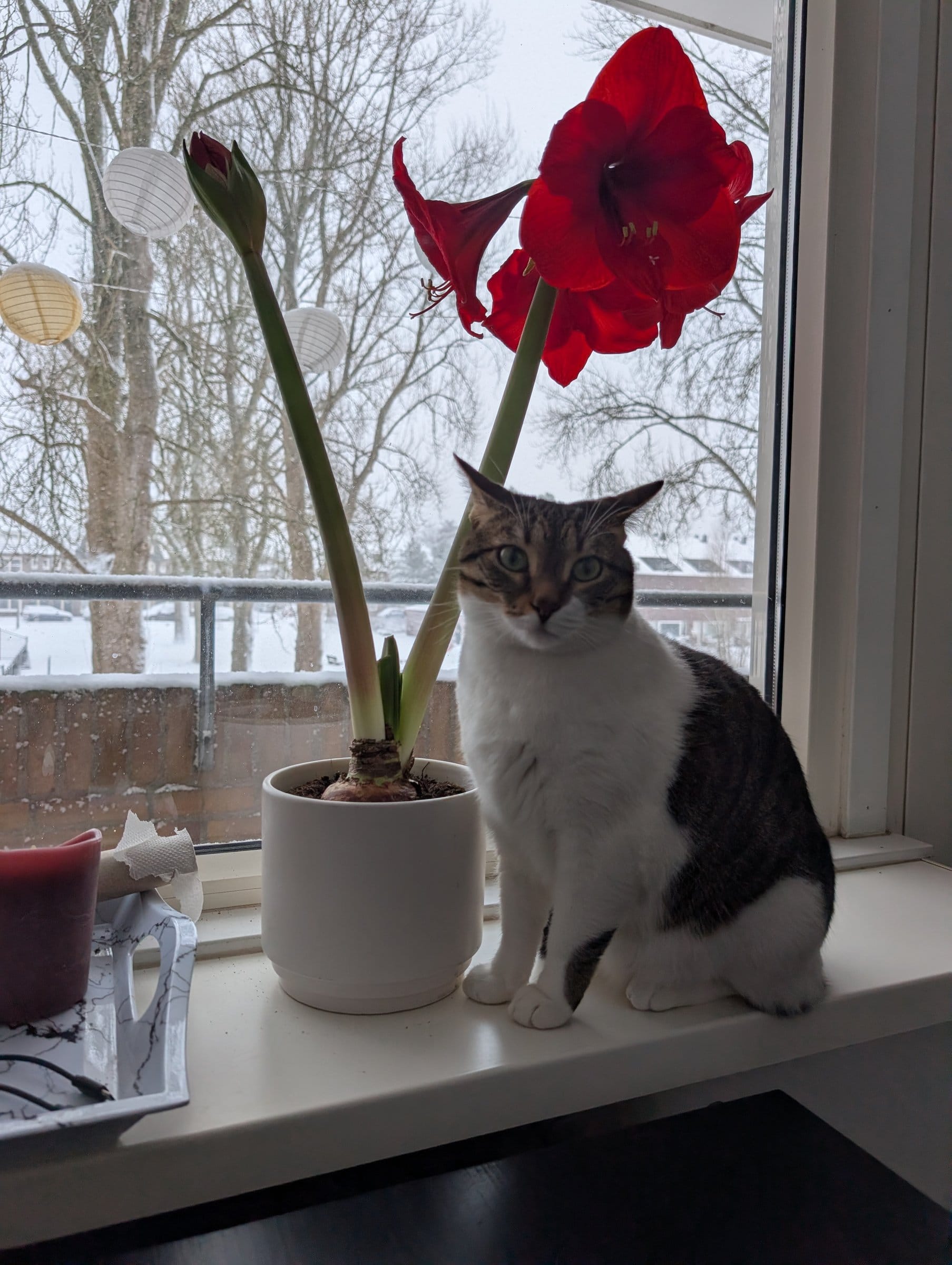 A white and brown tabby cat sits beside a potted amaryllis with vibrant red blooms on a snowy windowsill.
