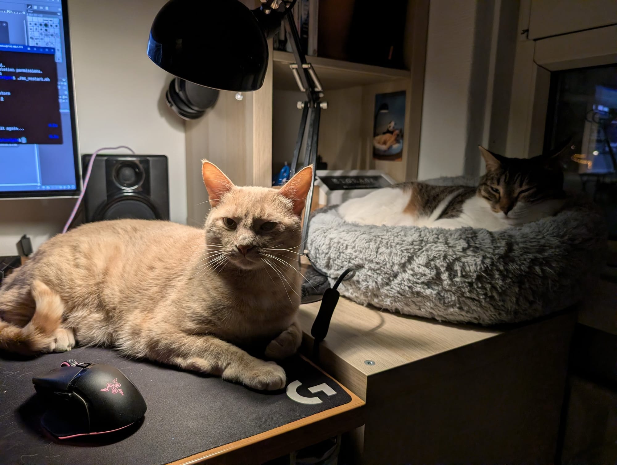 A cream and ginger tabby lies on a desk near a brown and white tabby curled up in a circular bed.
