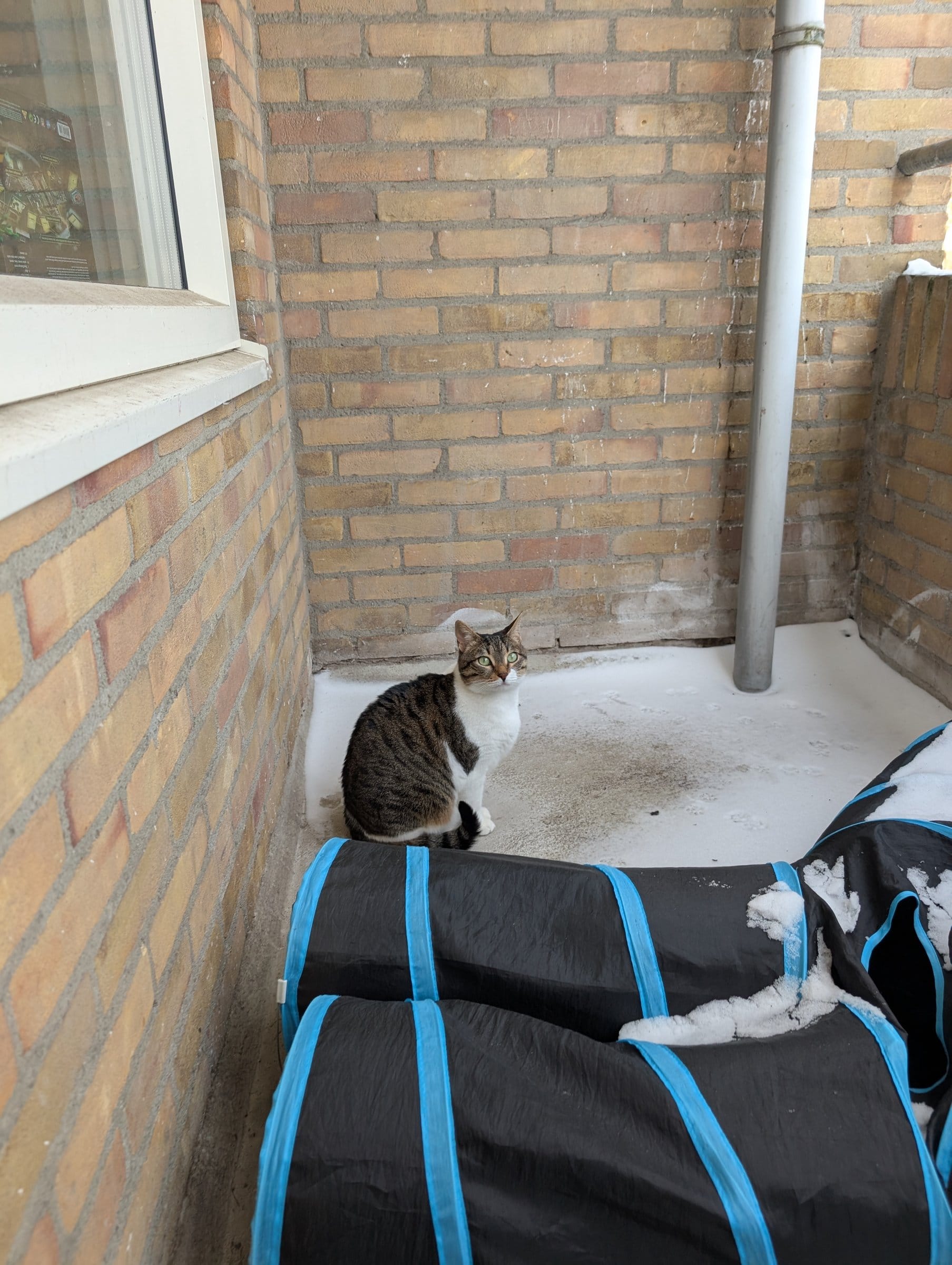 A brown tabby cat sits on a covered item on a snowy balcony next to a brick wall.