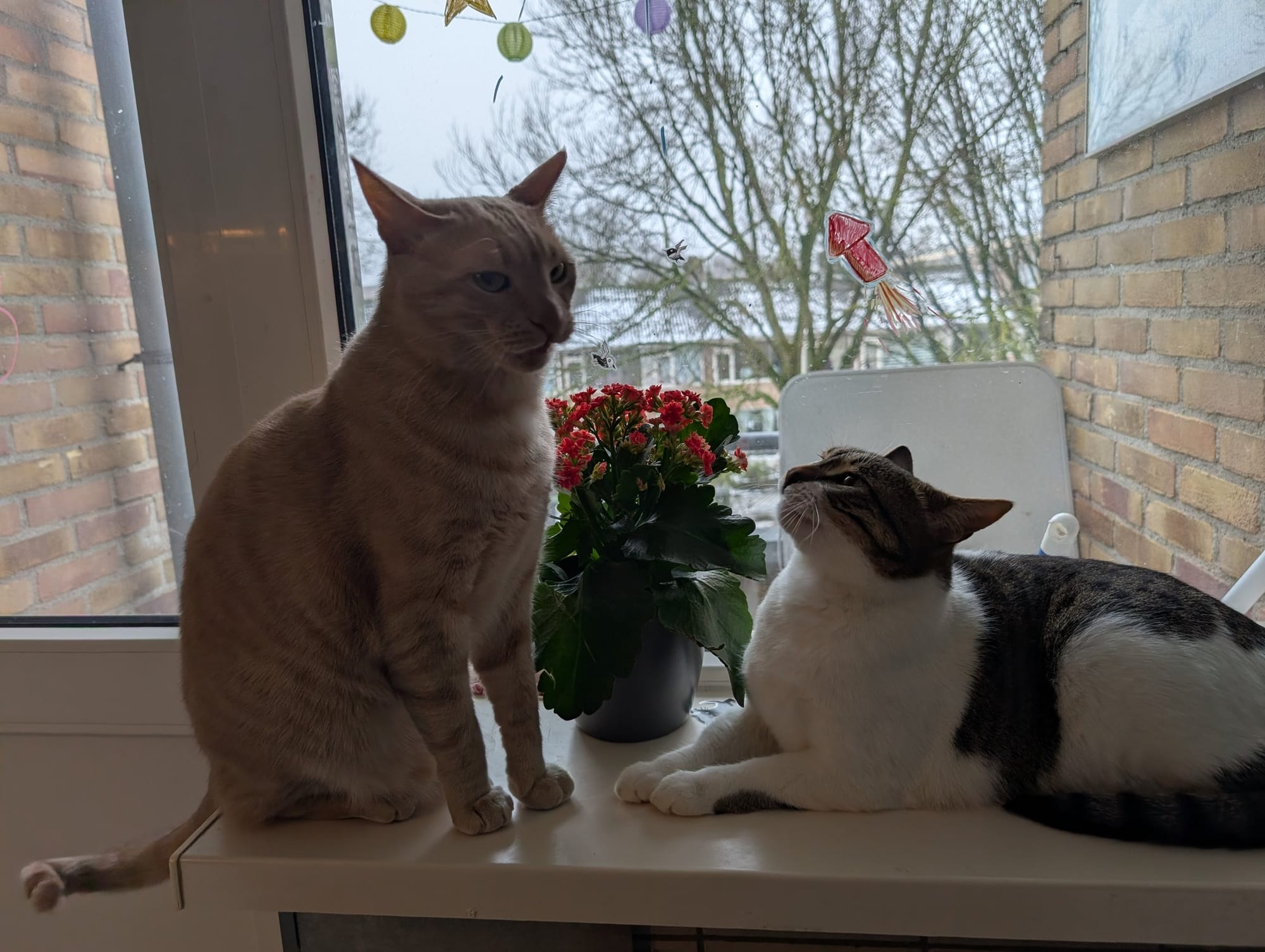 A cream and ginger tabby and a brown and white cat sit on a radiator, looking out of a window at bare trees.
