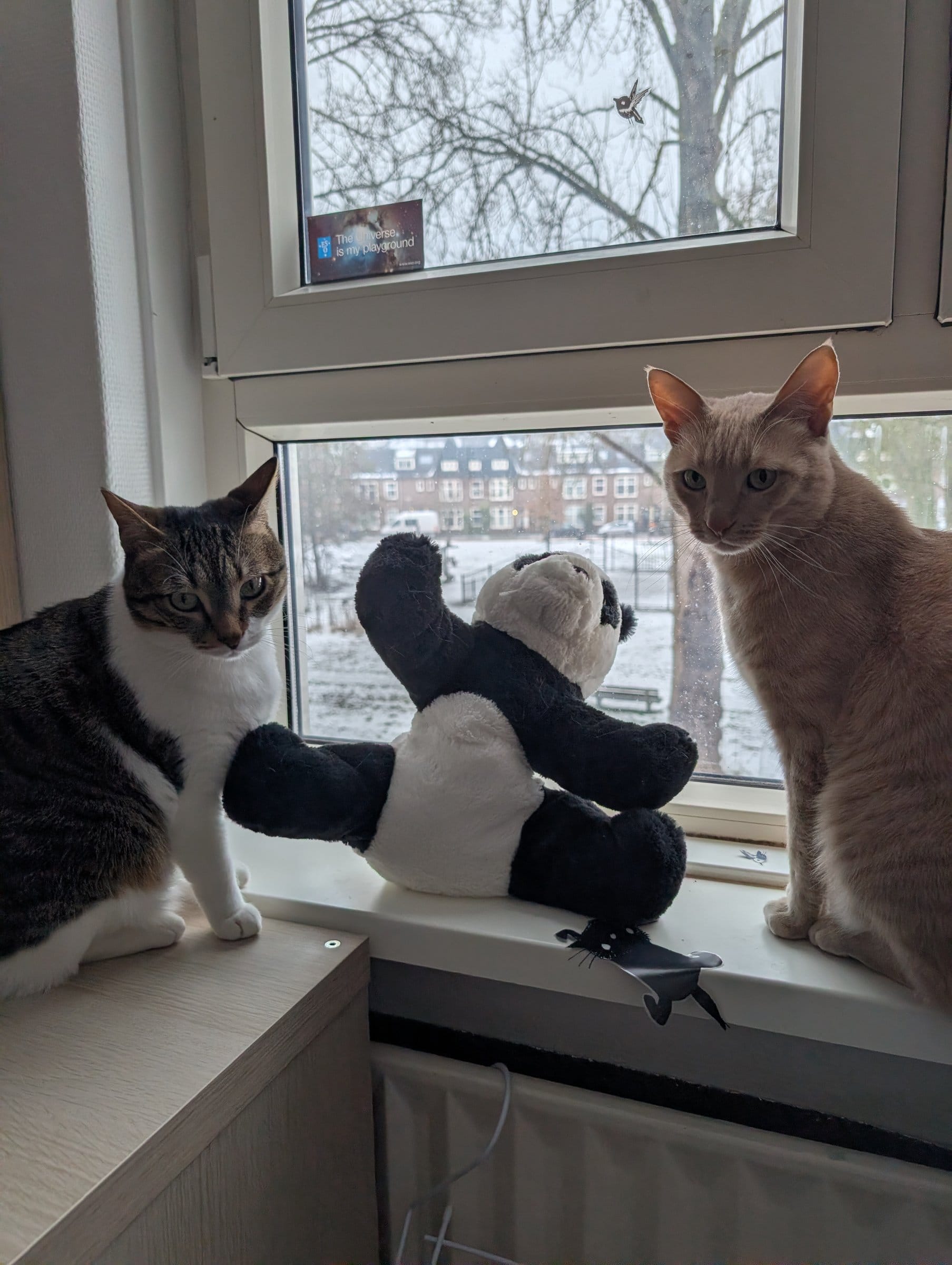 A cream and ginger tabby and a brown tabby with white markings peer out a snowy window with a panda toy.