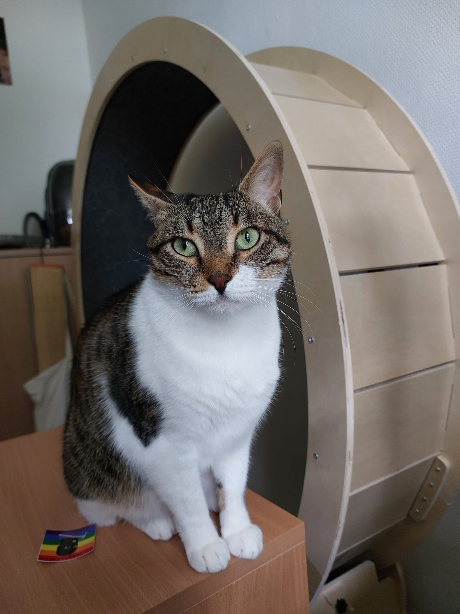 A brown and white tabby cat sits on a wooden surface next to a large wooden wheel.