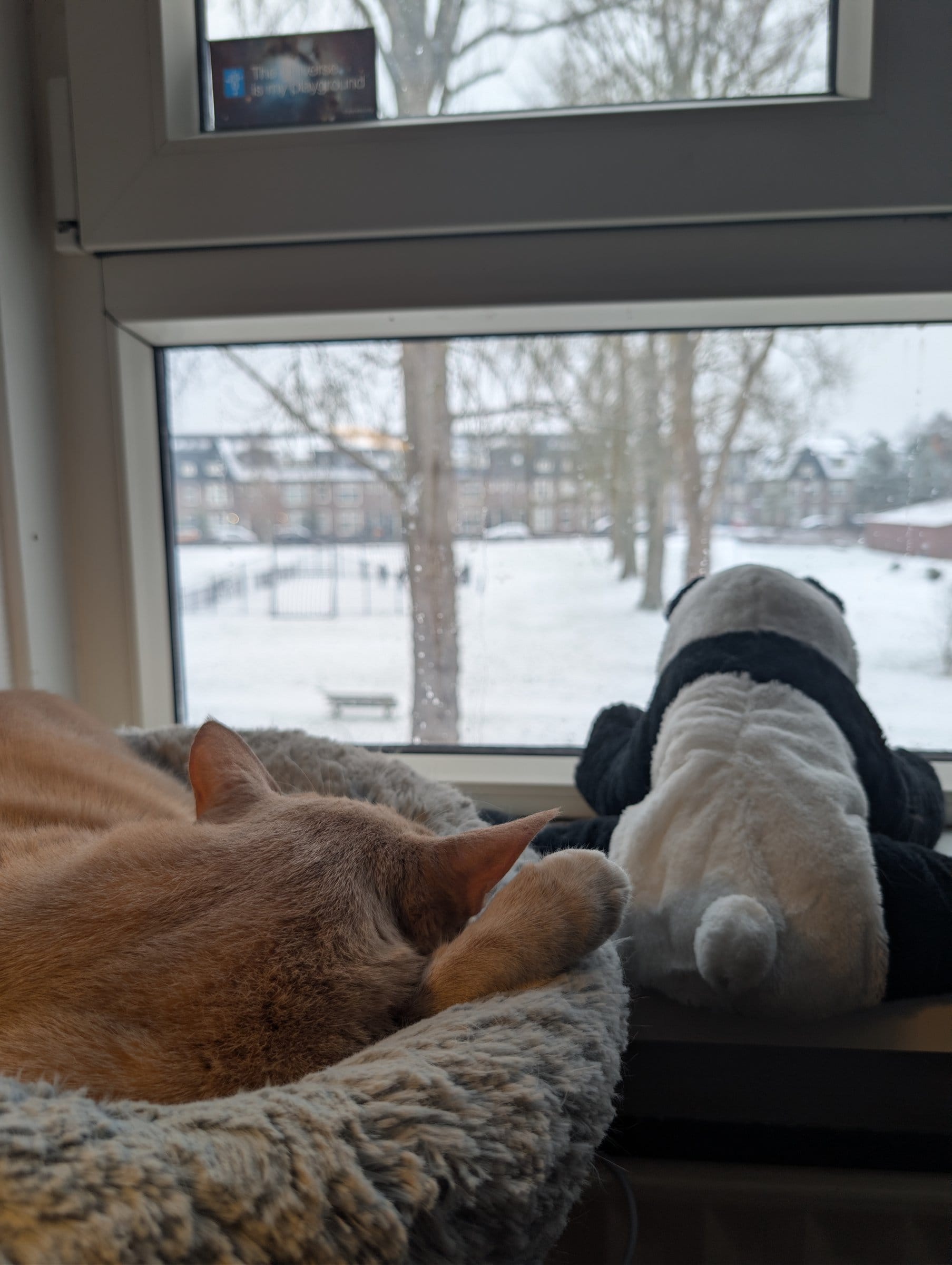 A cream and ginger cat rests on a fluffy bed beside a plush toy, gazing out at a snowy landscape.