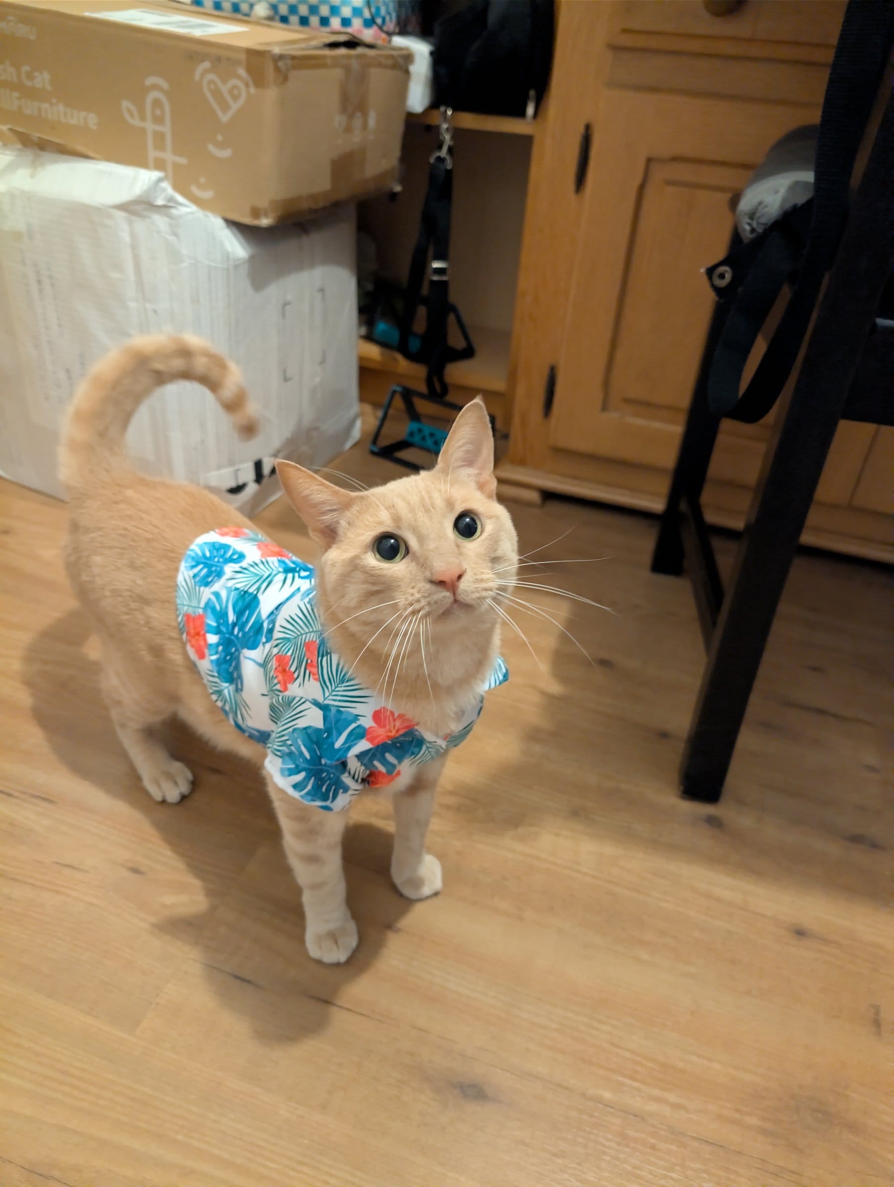 A ginger cat wearing a floral shirt stands on a wooden floor, tail curled upwards.