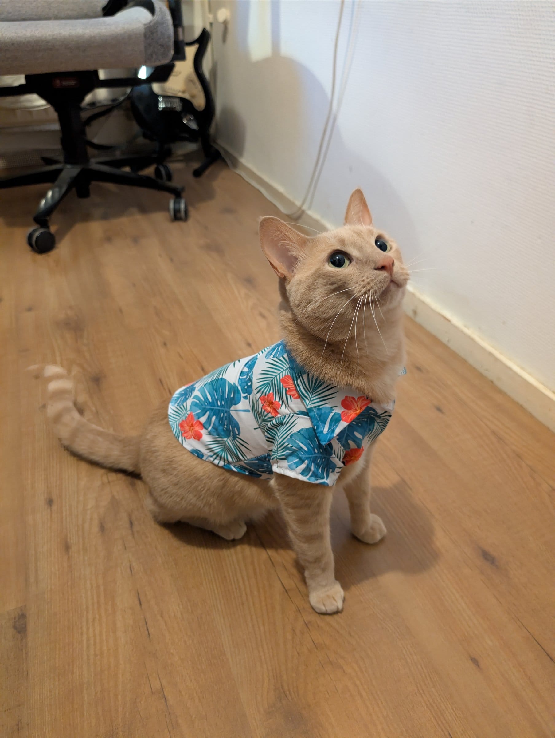 A cream and ginger tabby cat sits on a wooden floor wearing a Hawaiian shirt.