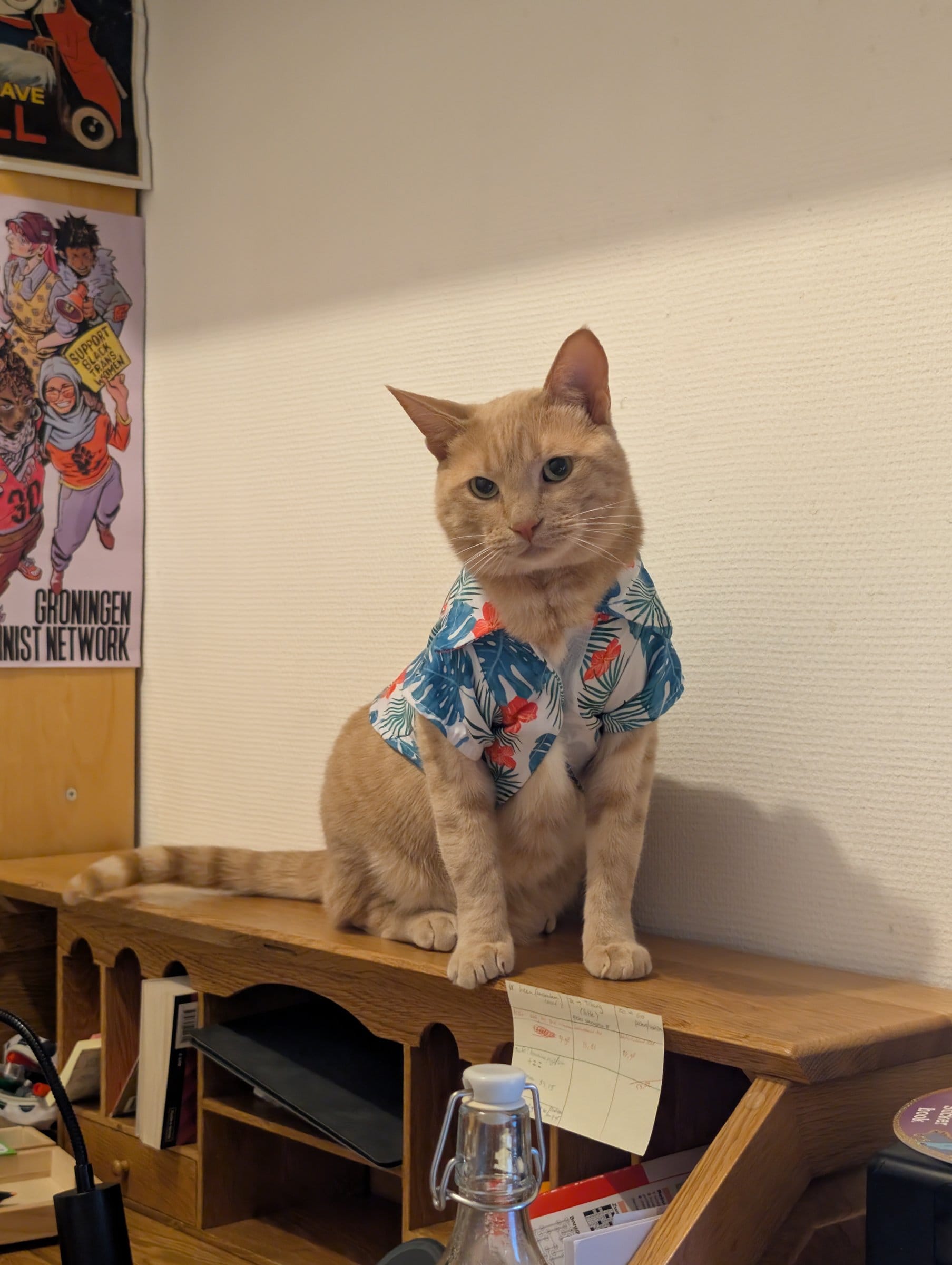 A ginger cat wearing a floral shirt sits regally on a wooden shelf amidst books and papers.