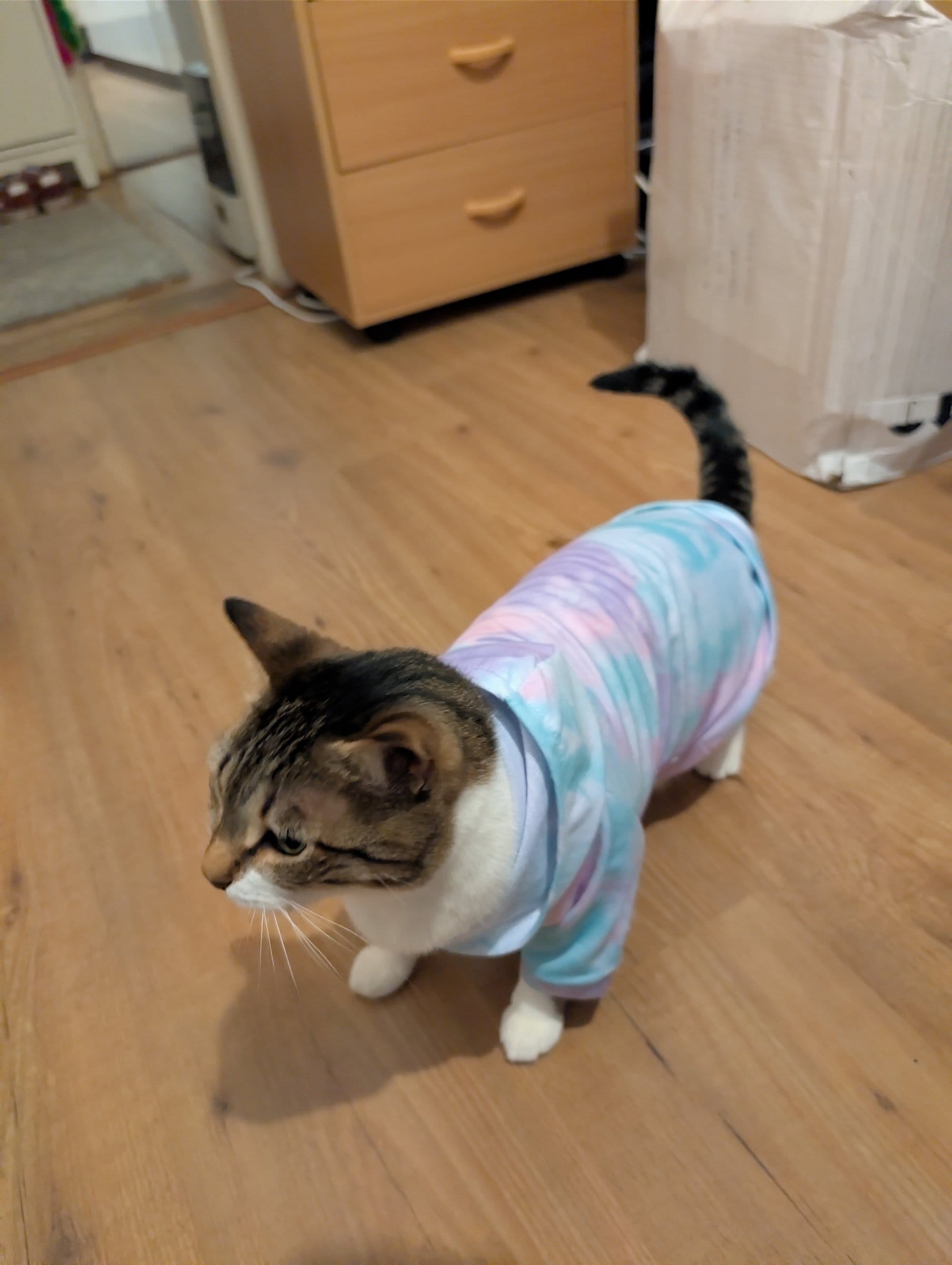 A brown tabby cat with white paws walks across a wooden floor wearing a tie-dye garment.