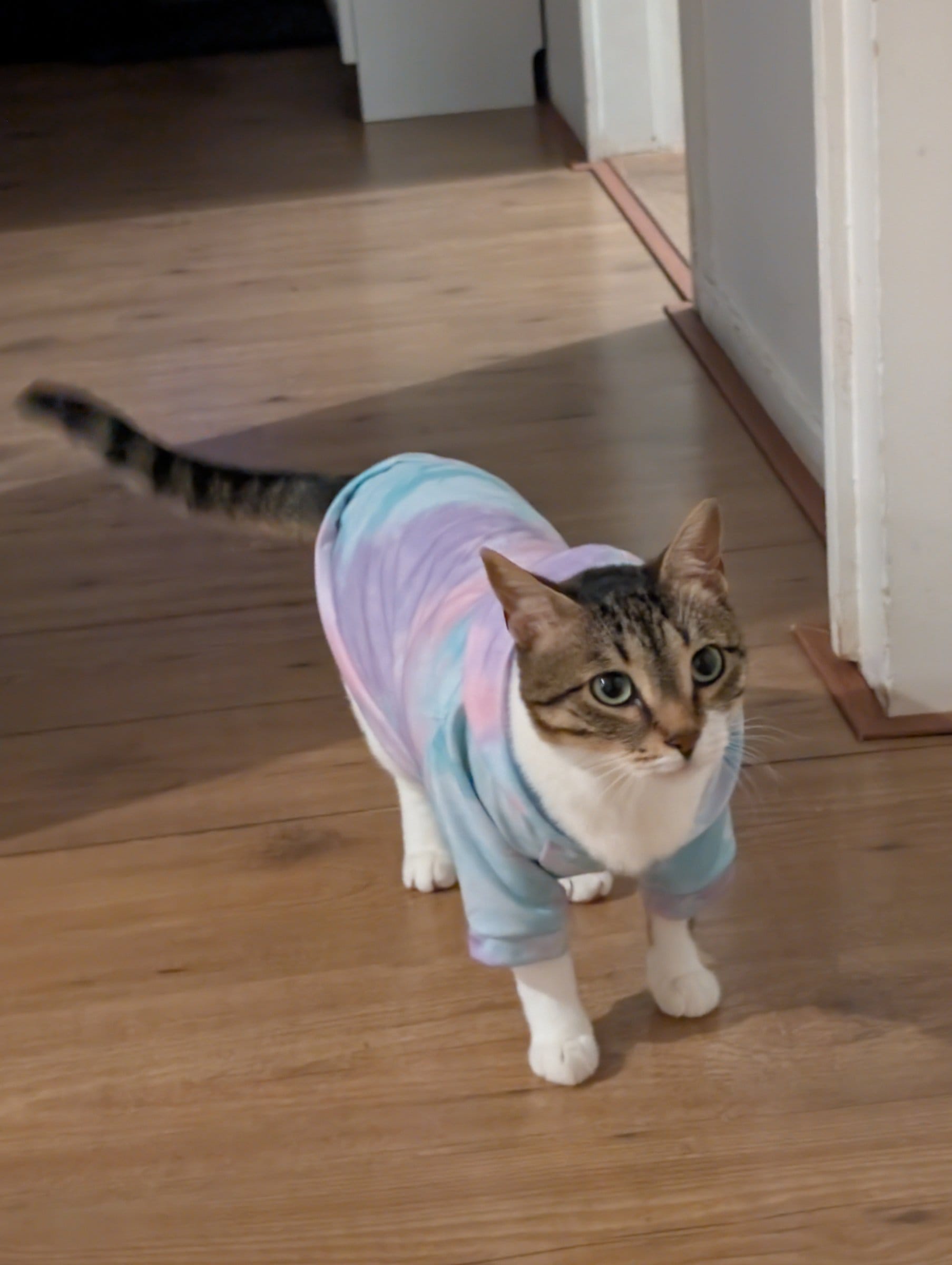 A brown tabby with white paws and chest walks away wearing a pastel tie-dye sweater.