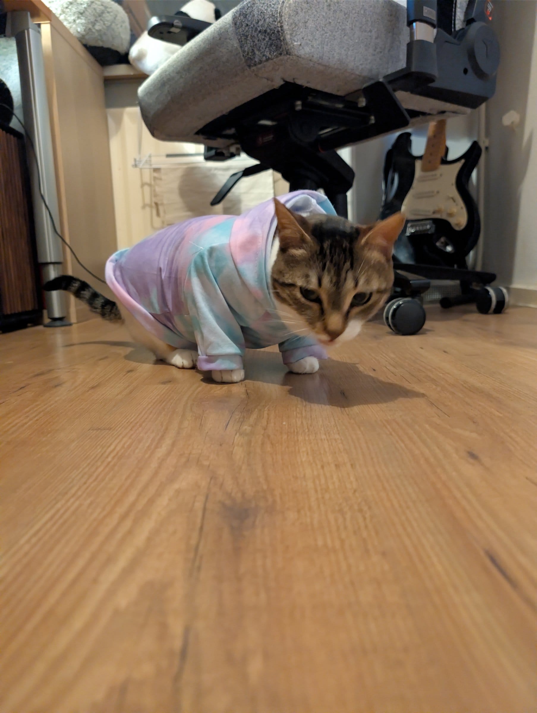 A brown tabby cat wearing a tie-dye sweater walks across a wooden floor towards an office chair.