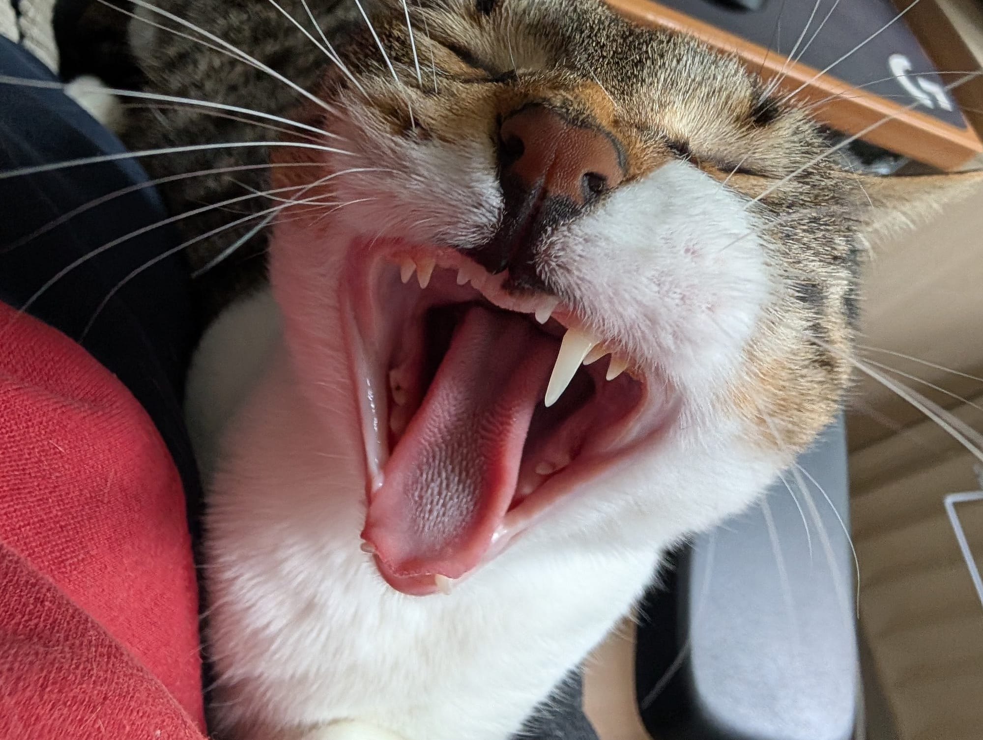 A brown and white tabby yawns widely, showing her teeth.