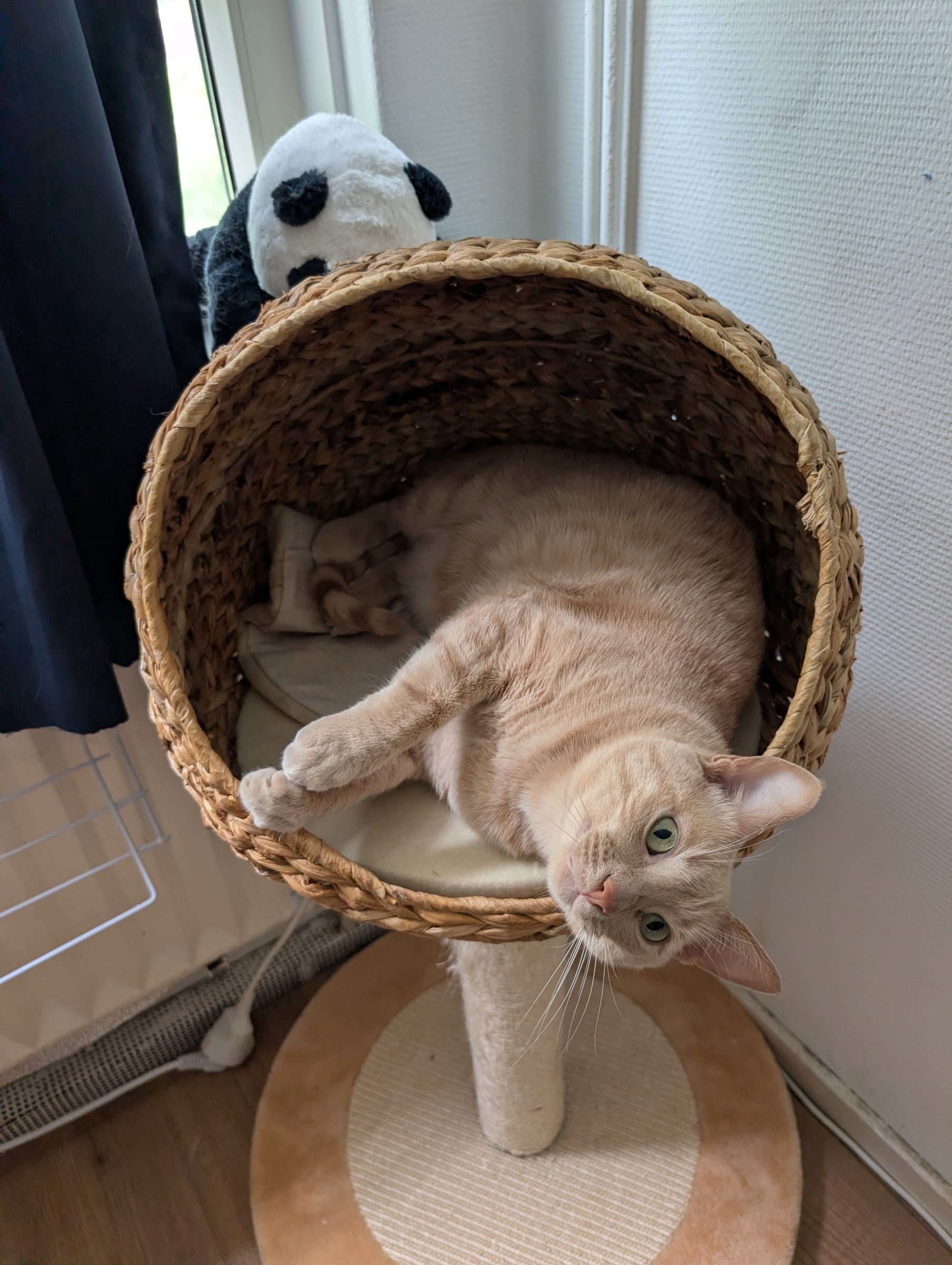 A cream and ginger tabby lounges in a woven basket with a small stuffed panda on top.