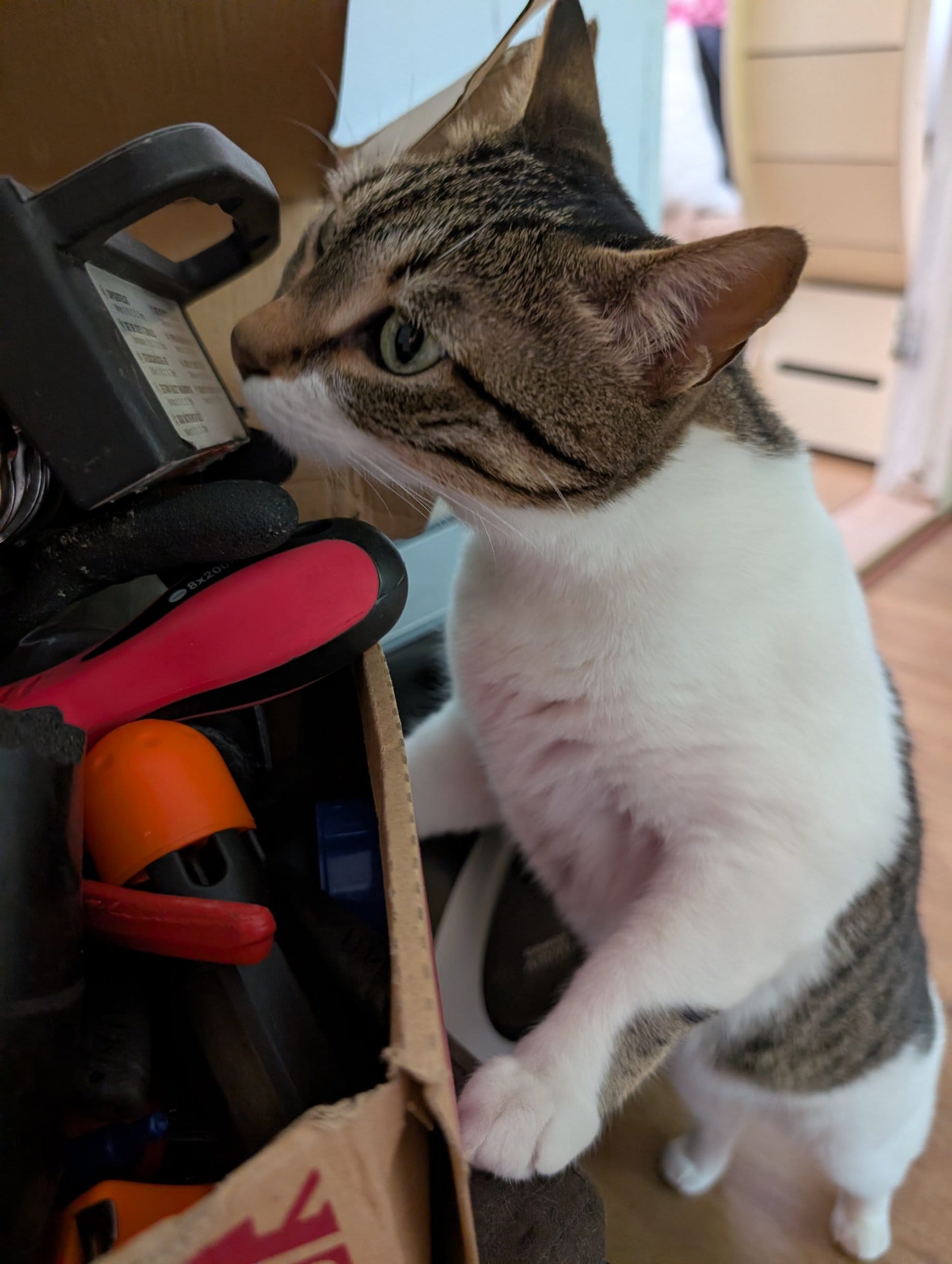 A brown tabby and white cat sits inside a cardboard box surrounded by household tools.