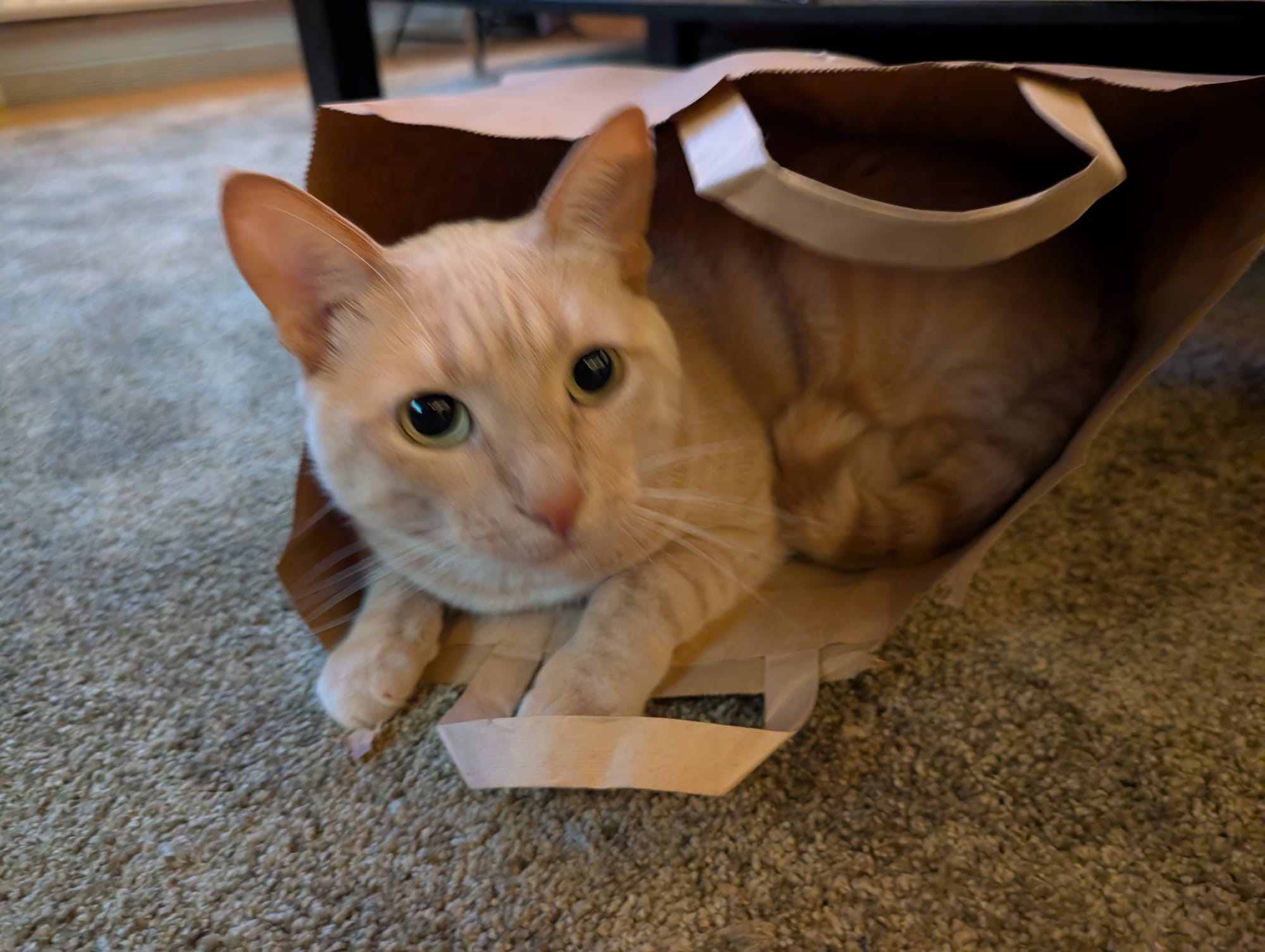 A cream and ginger tabby cat sits inside a brown paper bag on a patterned carpet.